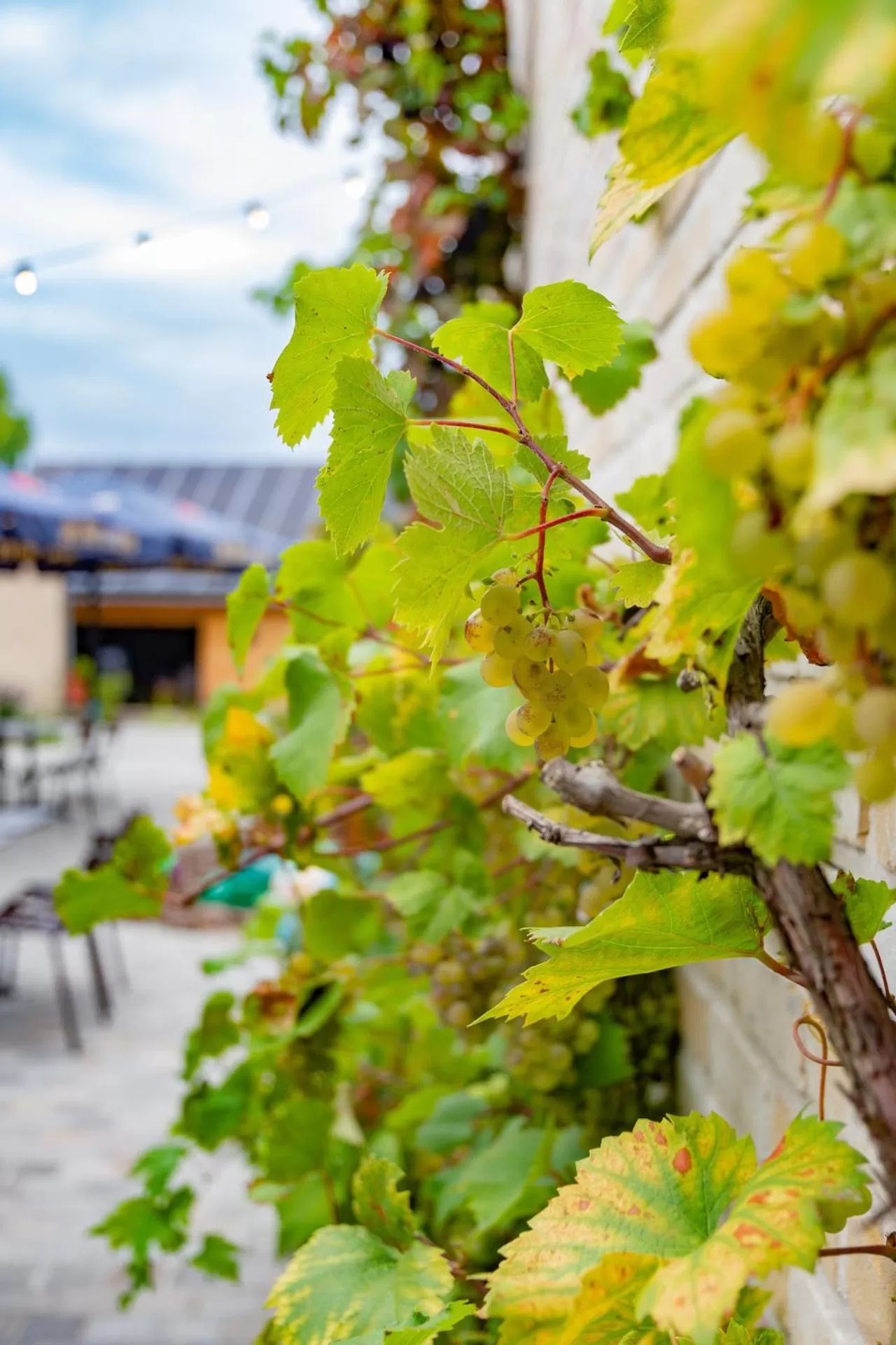 Garden in Oud Gemeentehuis