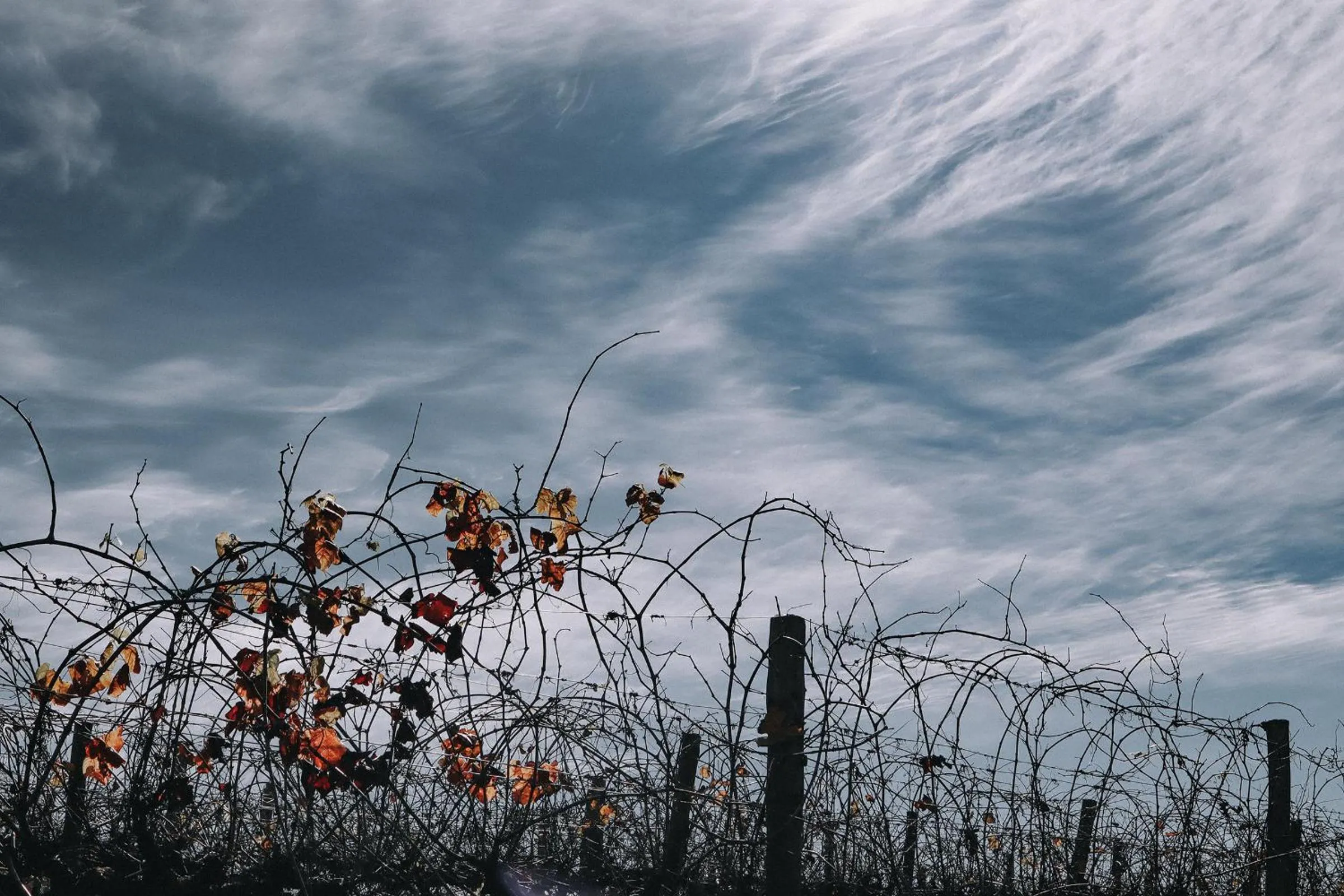 Natural landscape in Denman Motor Inn