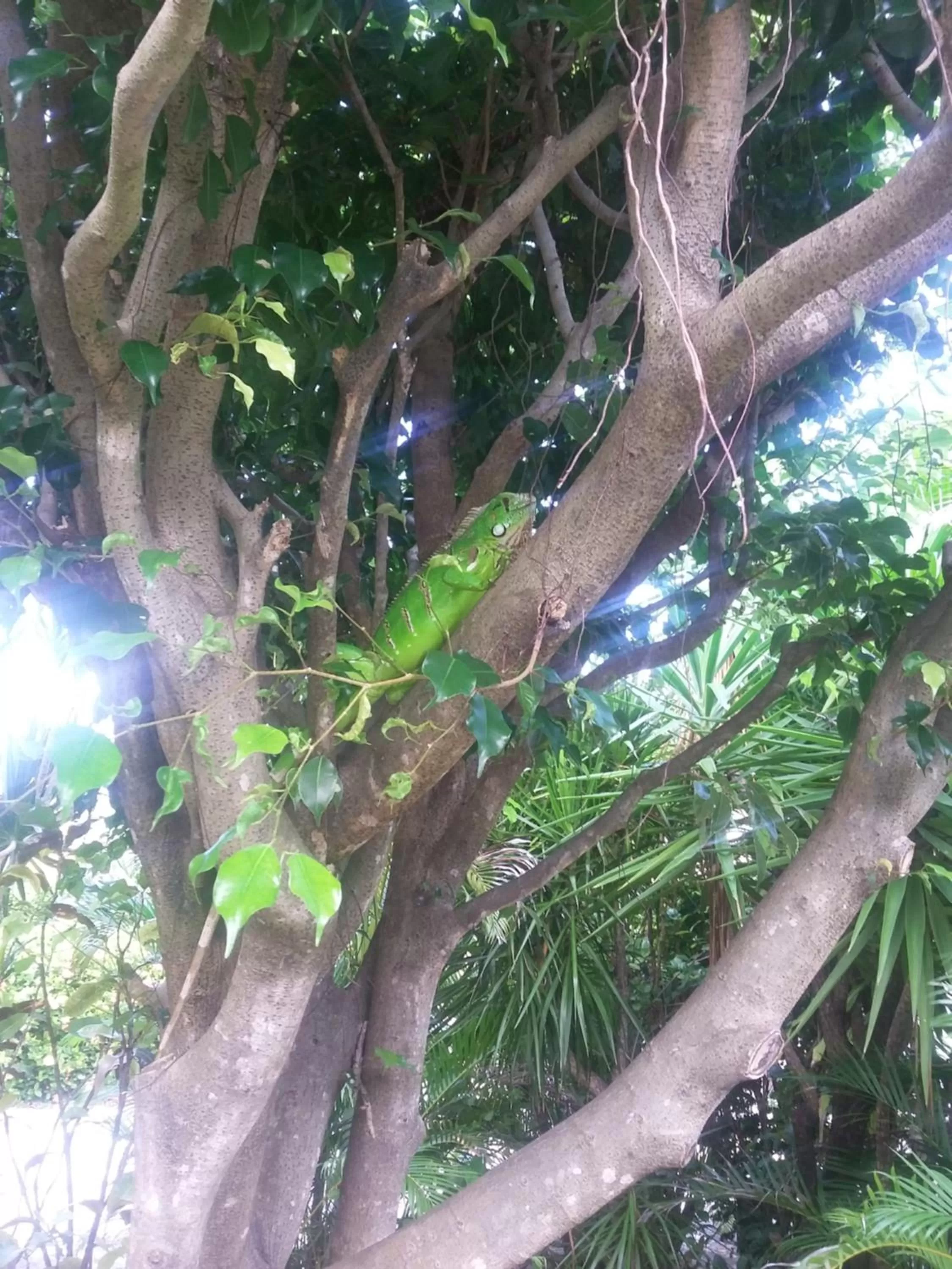 Animals, Other Animals in Pousada Ipitanga IV