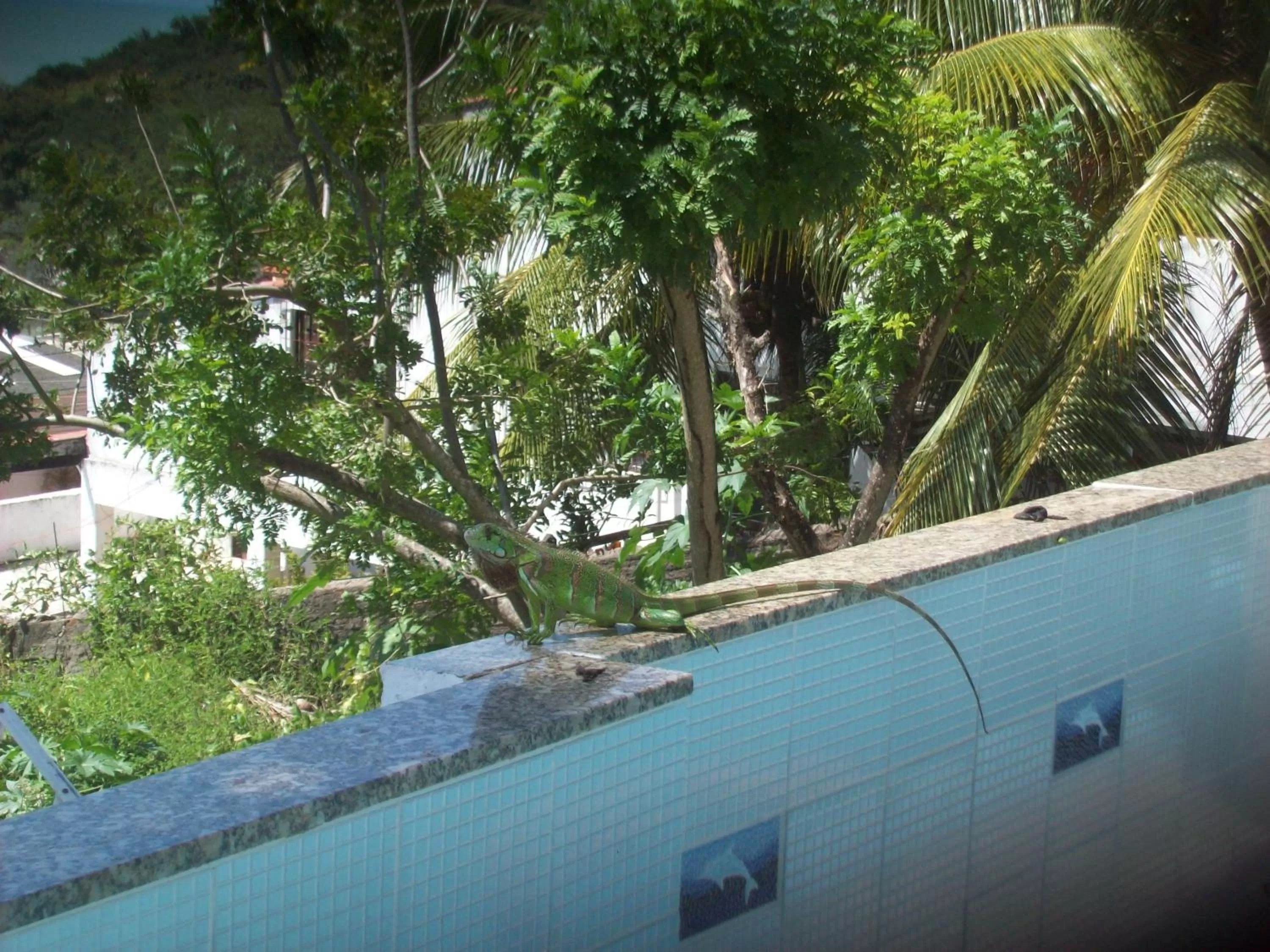 Animals, Swimming Pool in Hotel Pousada Estacao Do Sol Natal