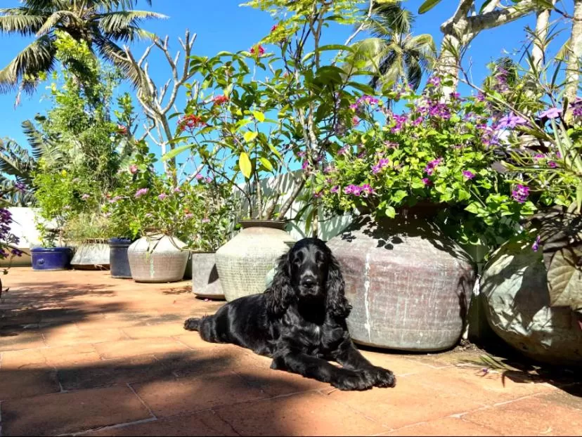 Garden view, Pets in Villa Jacaranda