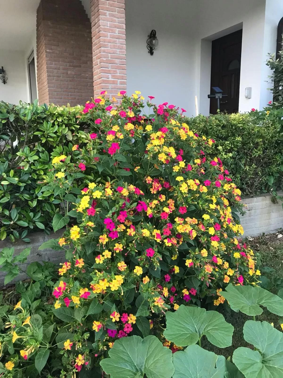 Garden view in B&B Amy&Julie