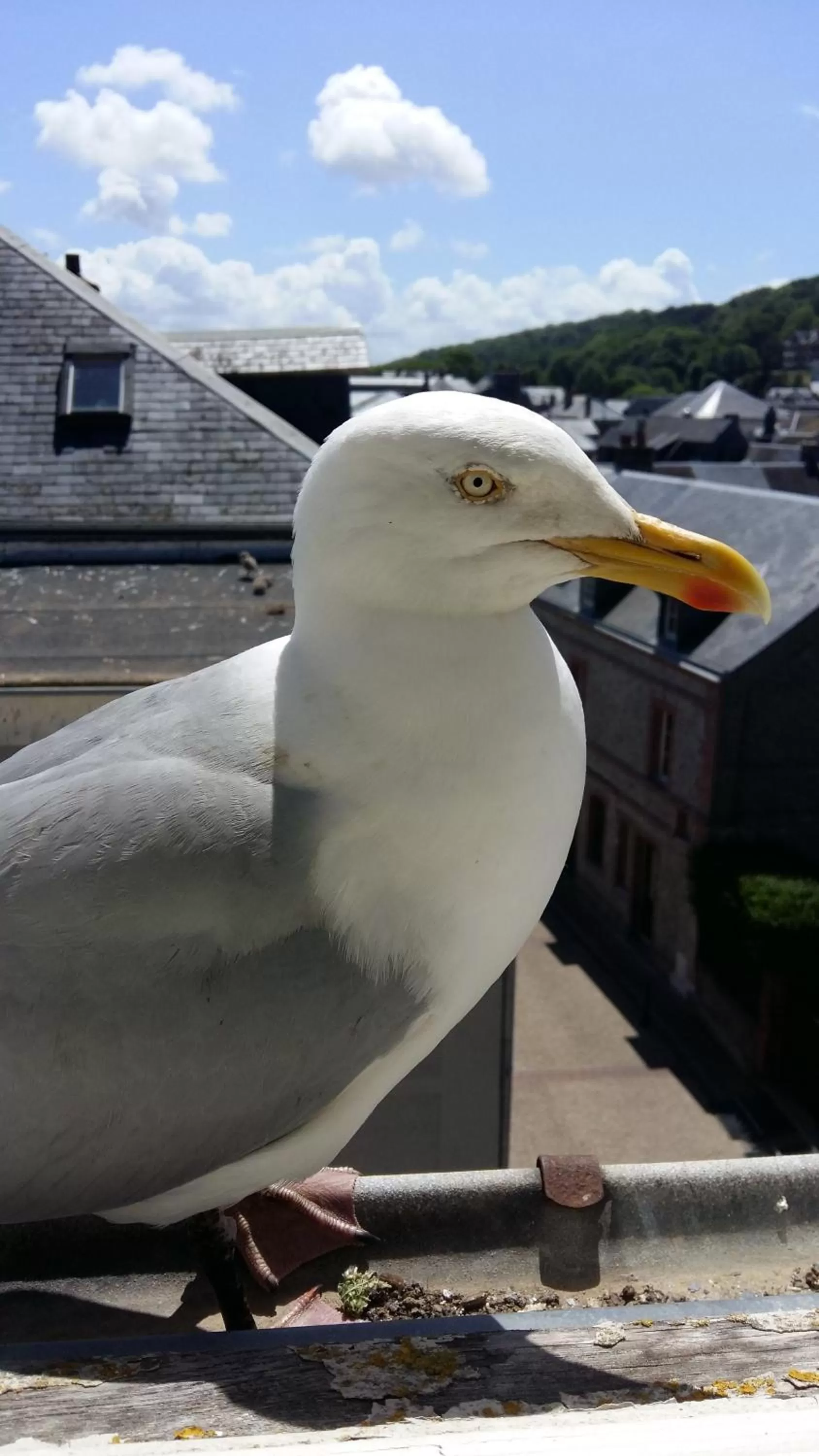 Beach, Other Animals in Les Galets Bleus