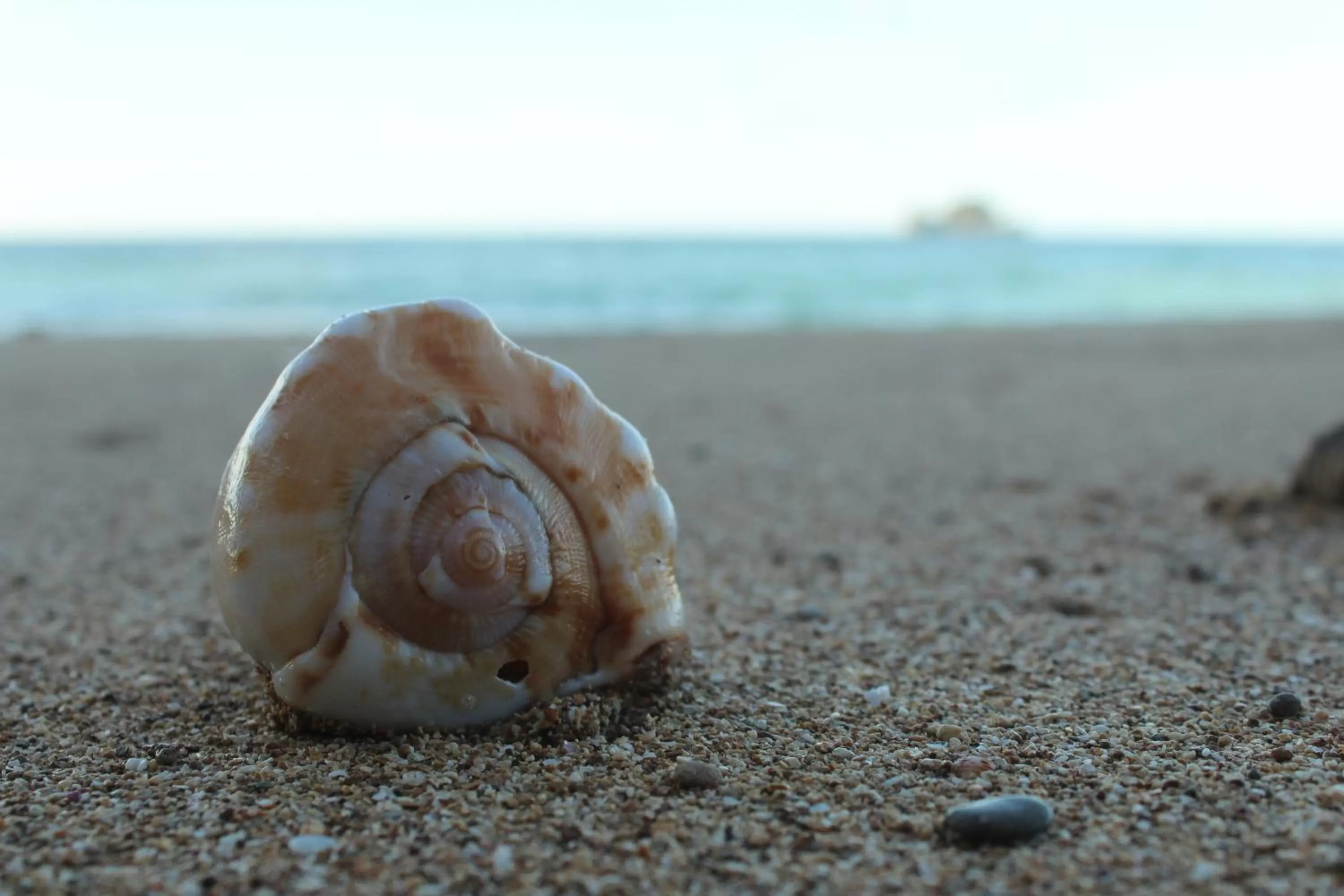 Beach in Bird Island Bungalows