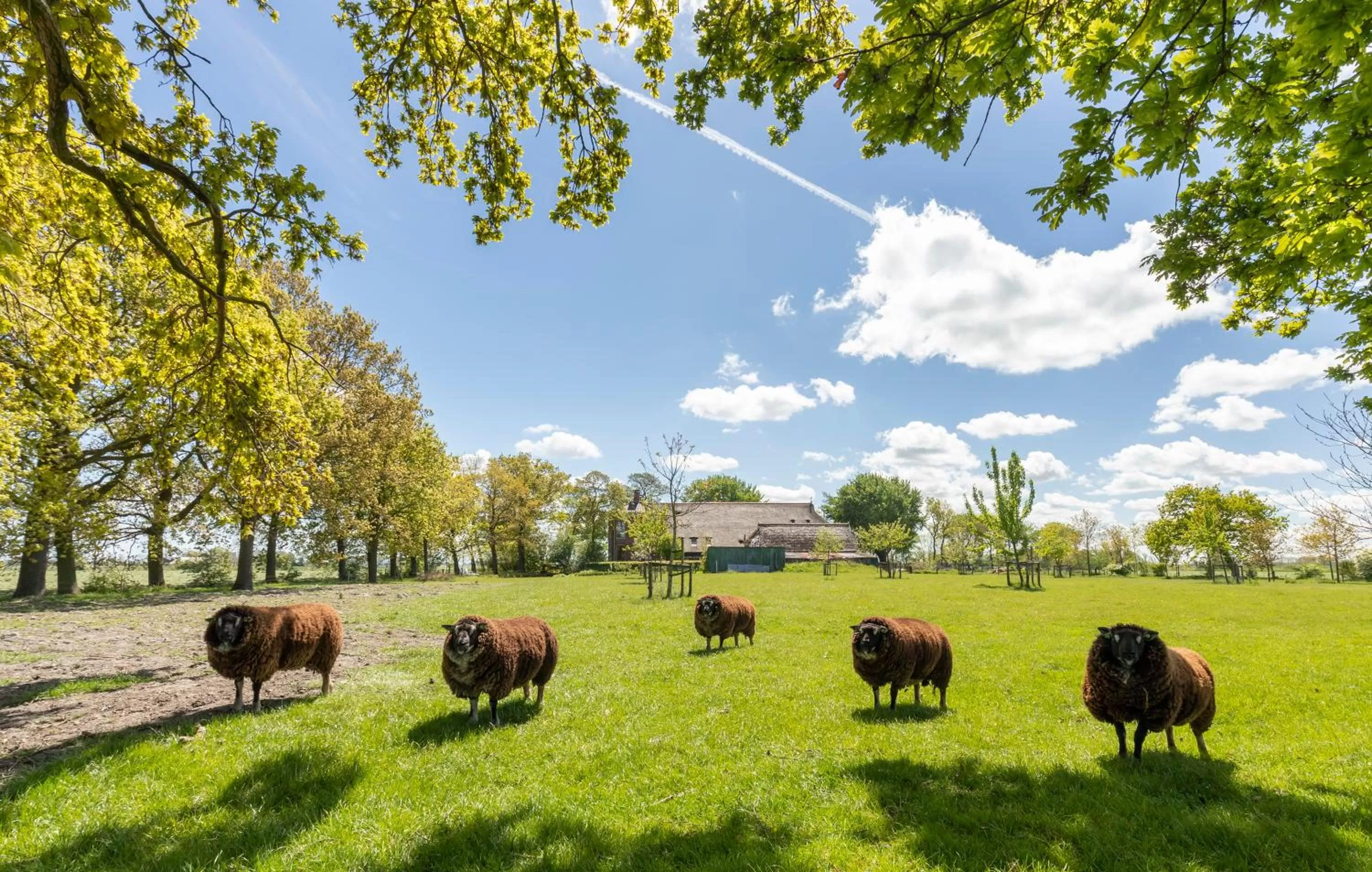 Other Animals in Bed and Breakfast Batenborg