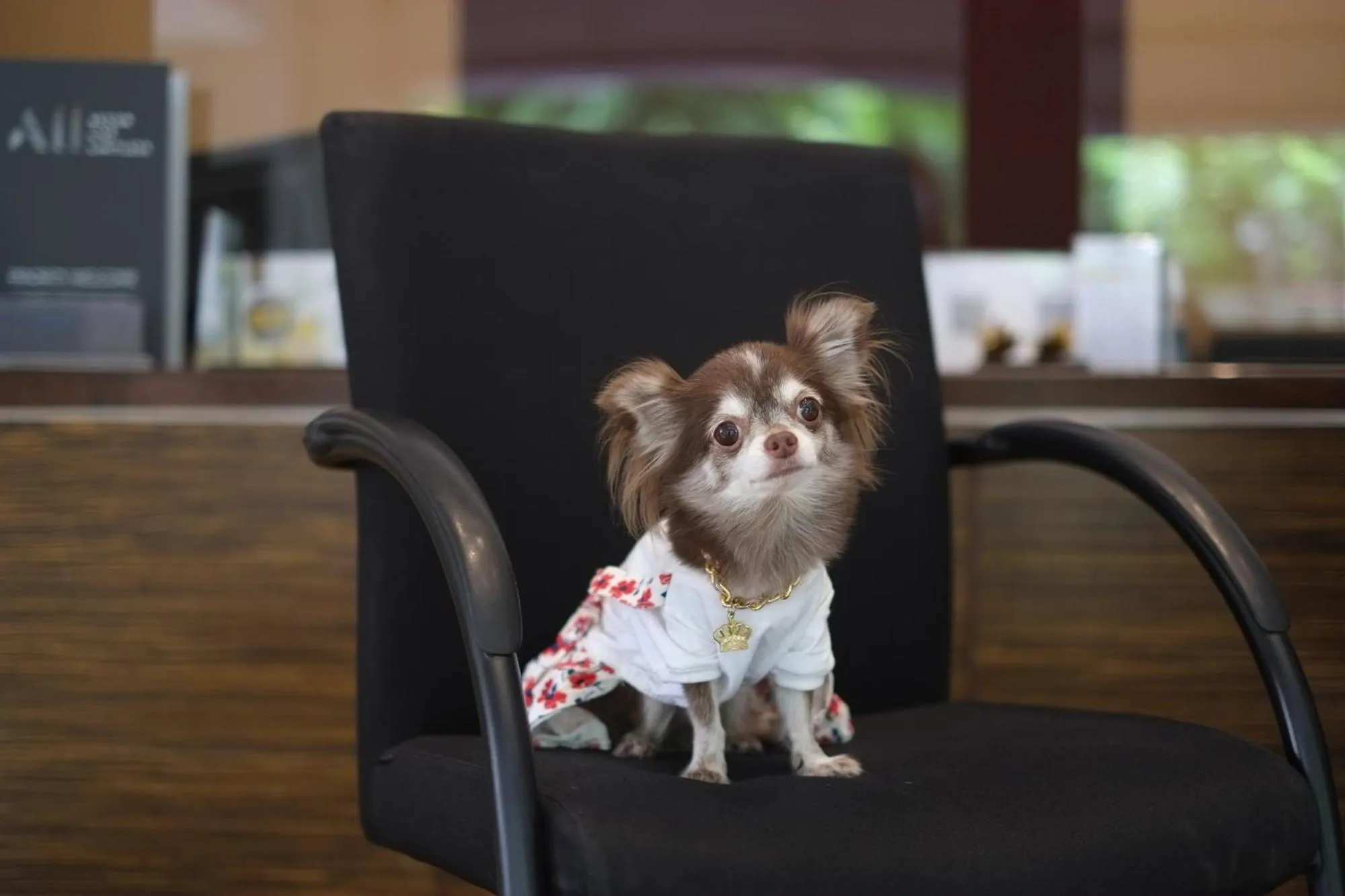 Pets in Grand Mercure Bangkok Asoke Residence