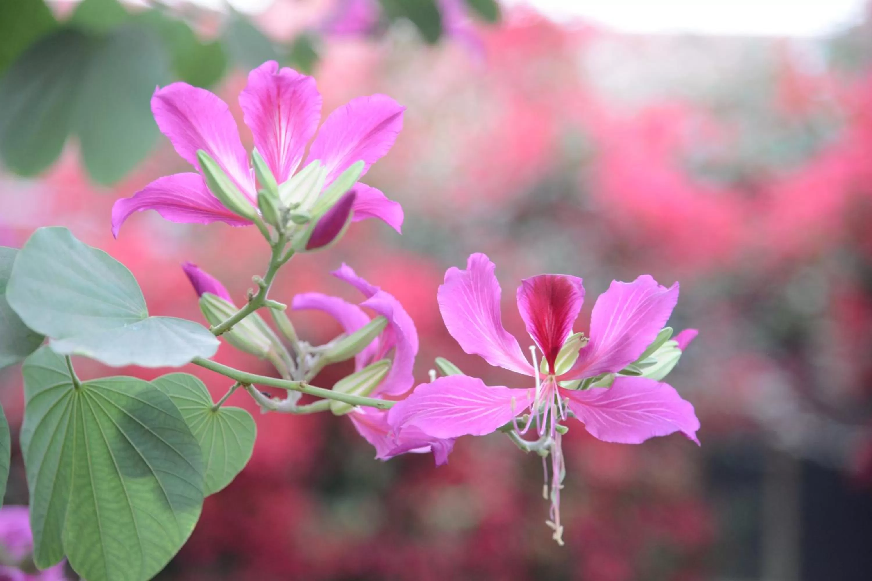 Hotel Jaswant Bhawan