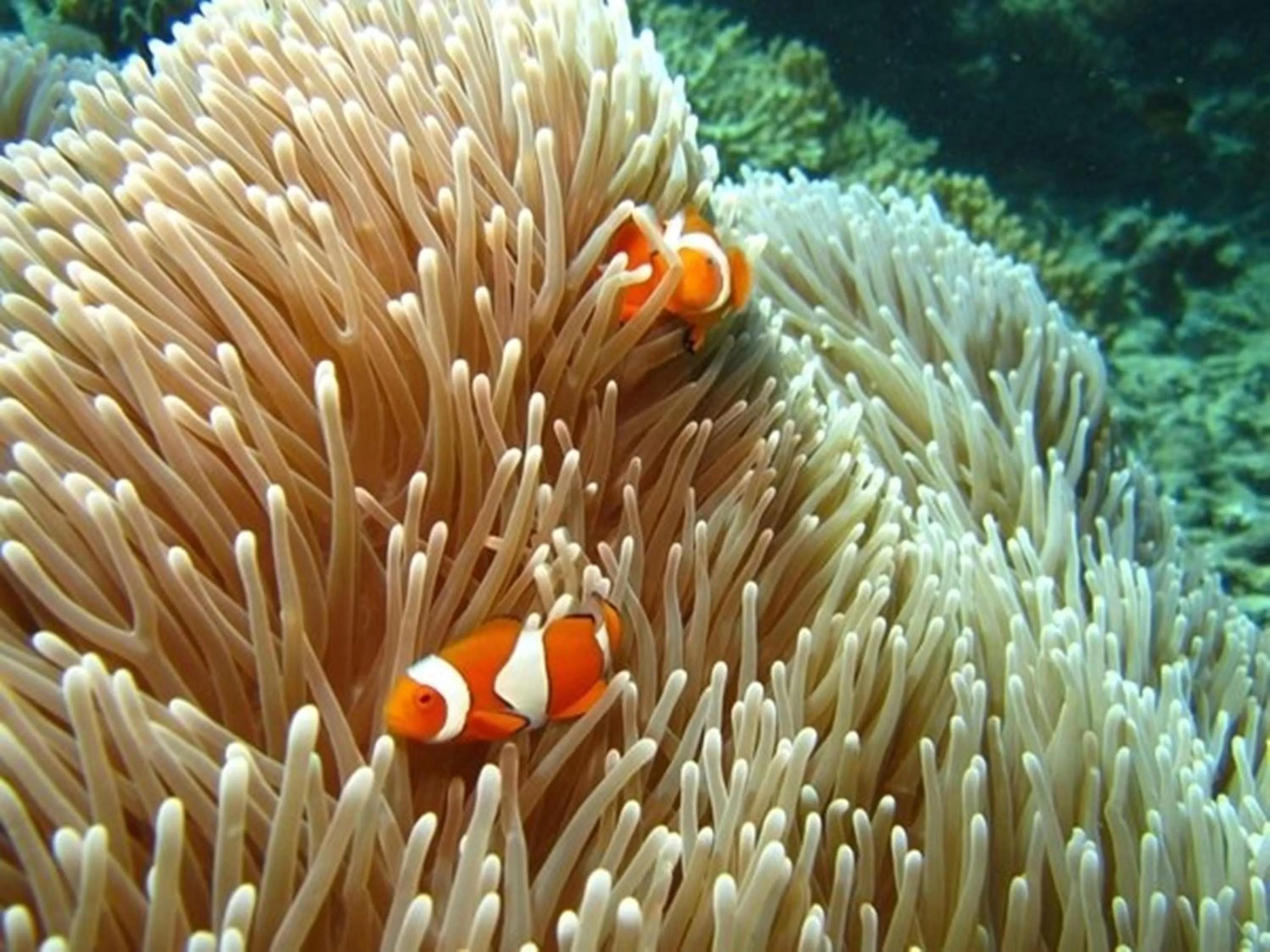 Snorkeling in Port Douglas Retreat