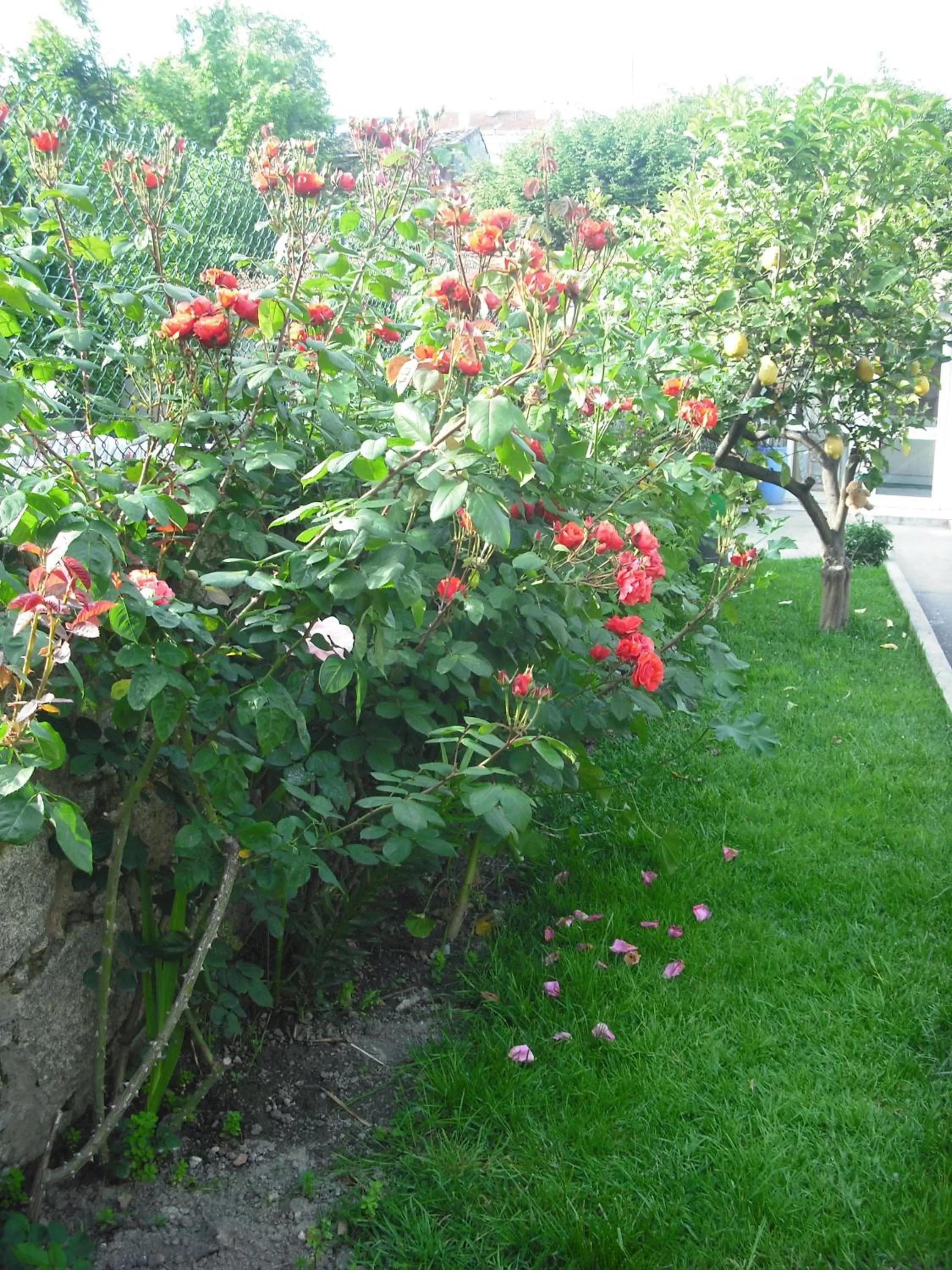 Garden in Hotel Mira D'Aire