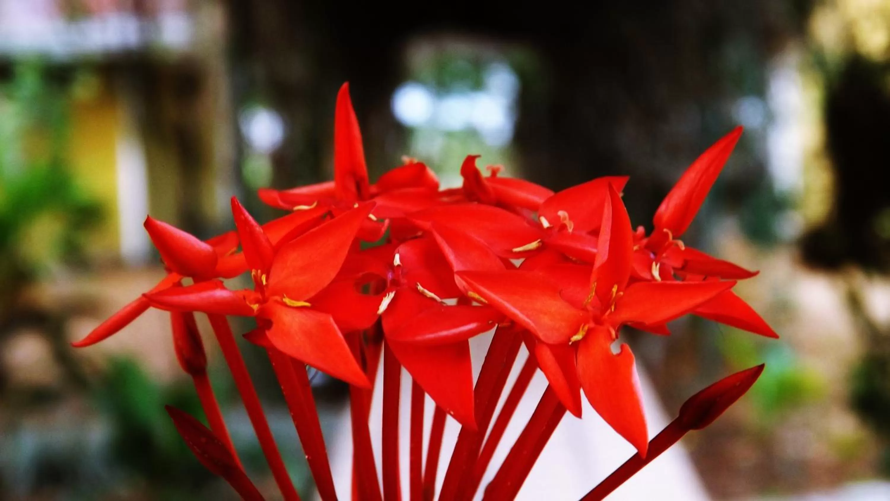 Hotel Villas de la Colina