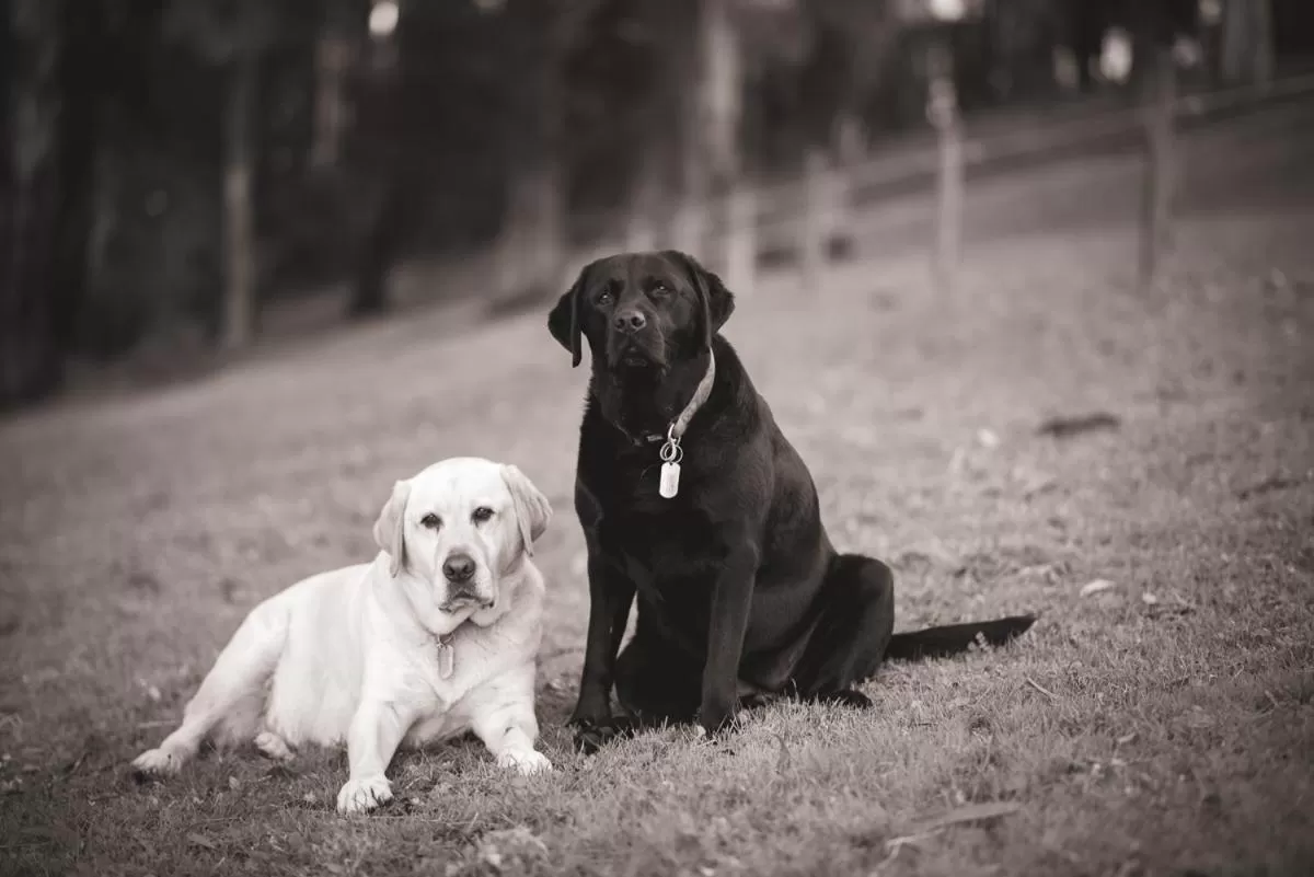 Pets in Rosewood Park Guest Suite