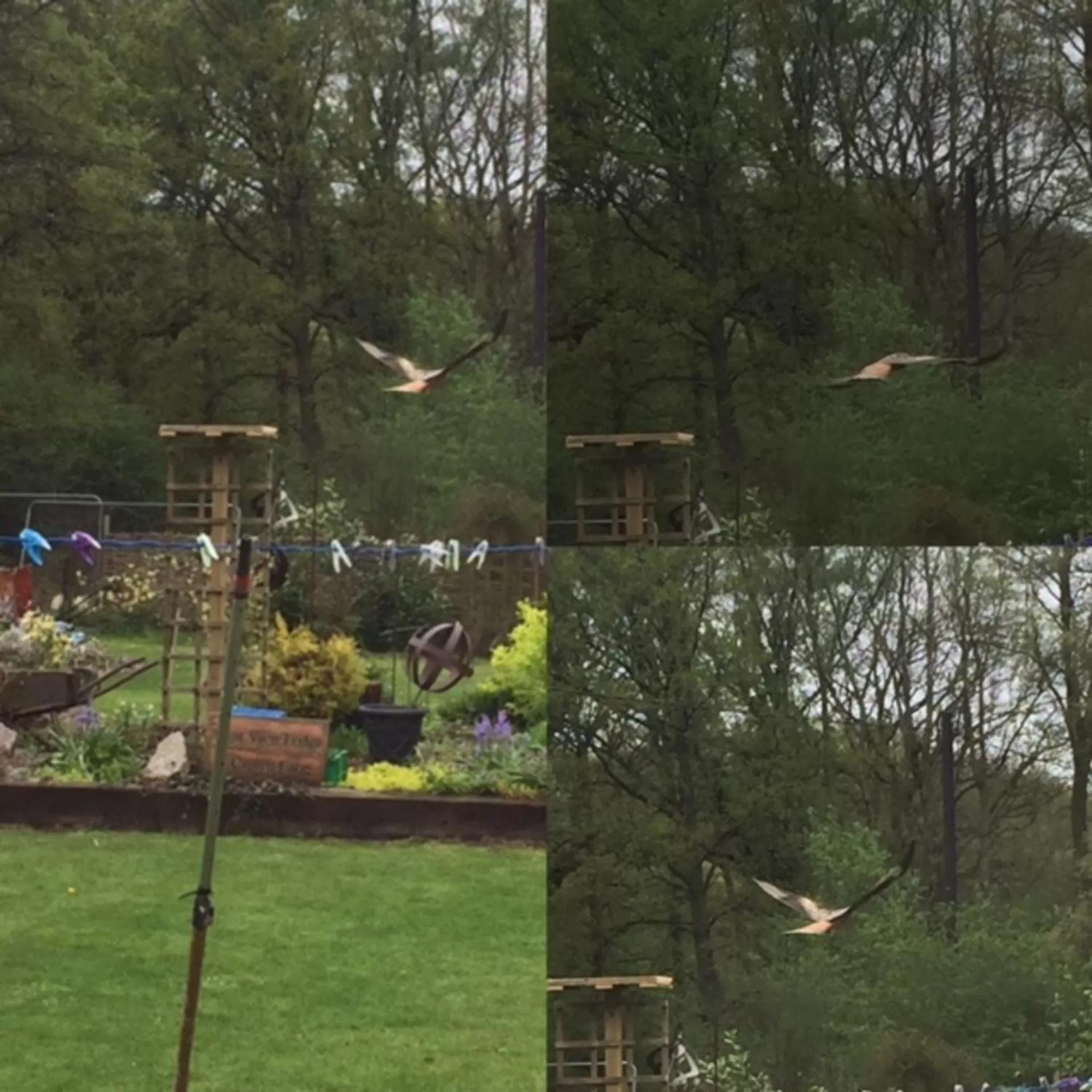 Animals in West View Lodge