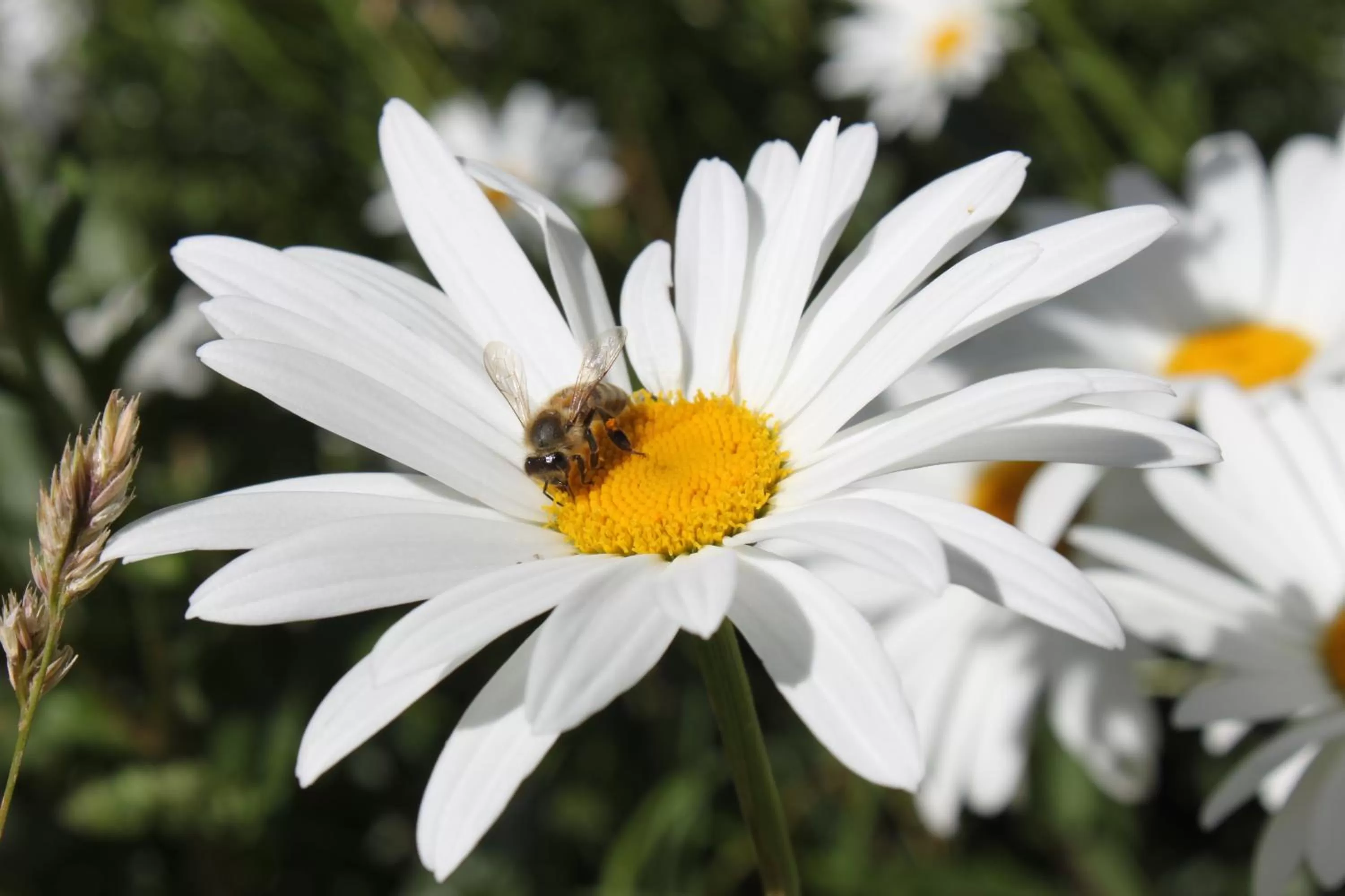 Patio in Hostería de la Patagonia