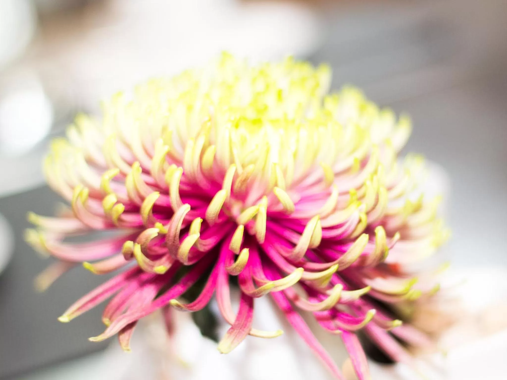 Decorative detail in Galerie Hotel Dis