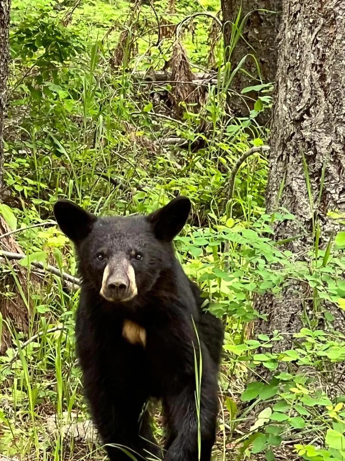 Animals, Other Animals in Barefoot Villas and Retreat