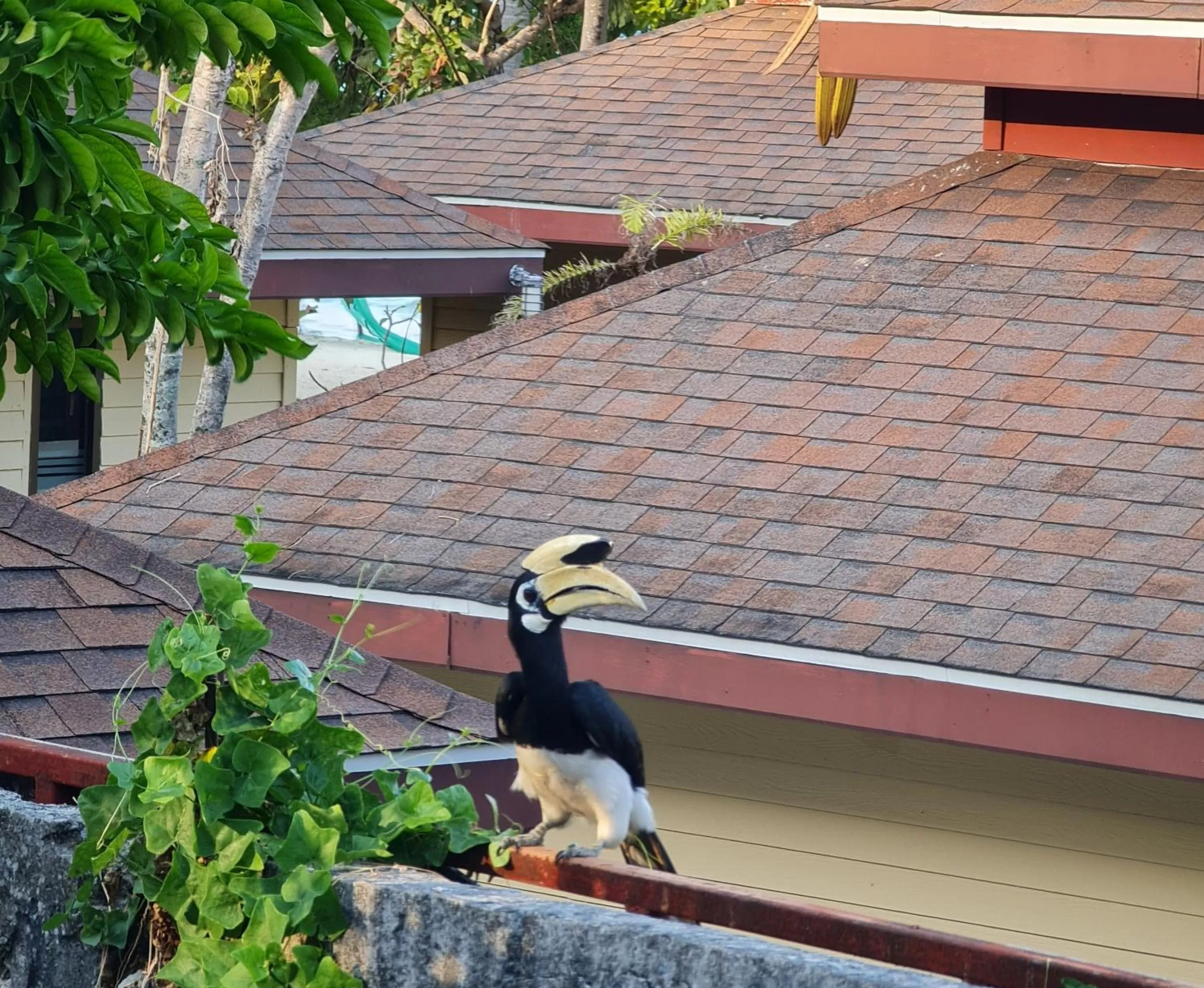 Animals in Thanya Beach Resort - SHA Plus