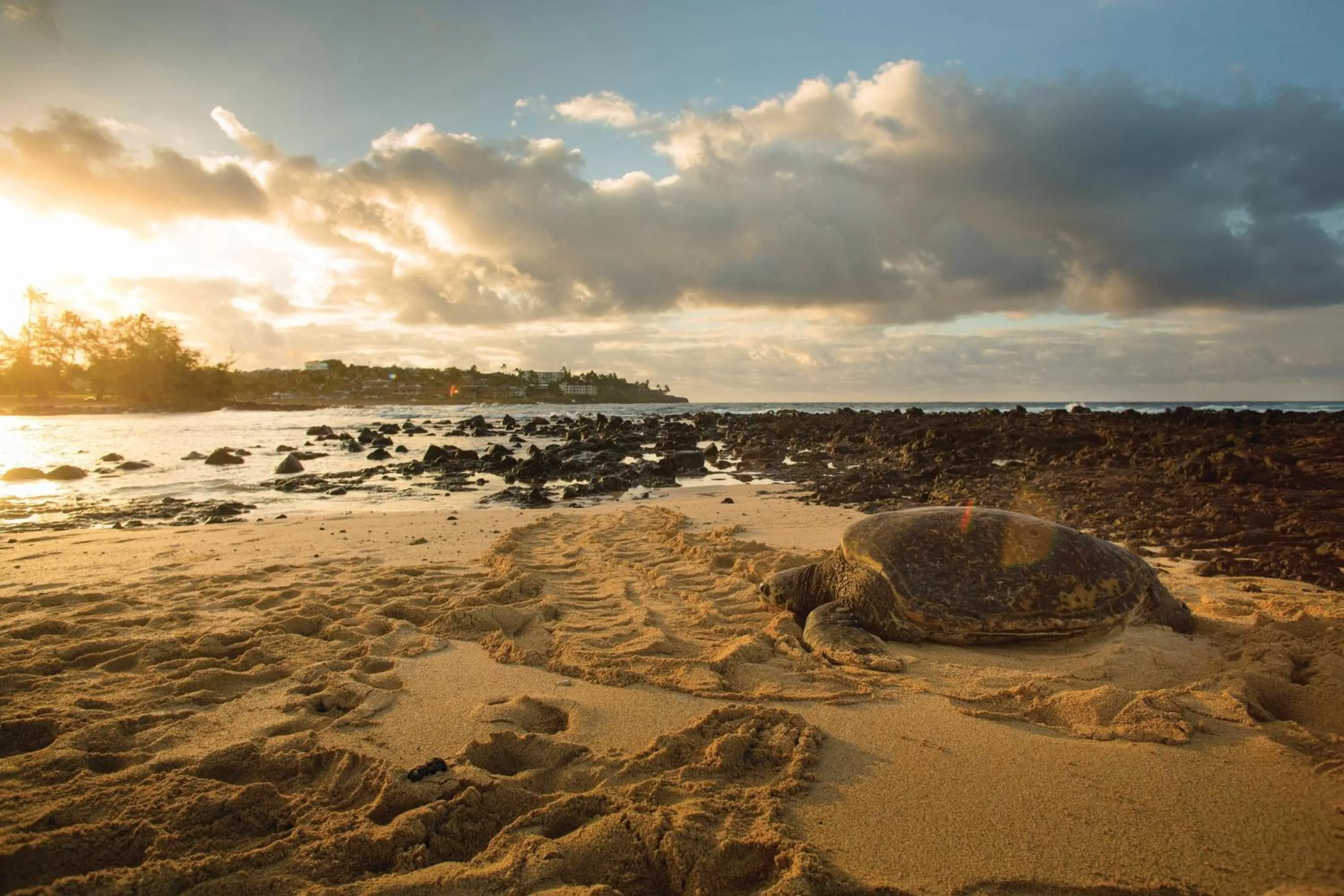 Beach in Marriott's Waiohai Beach Club