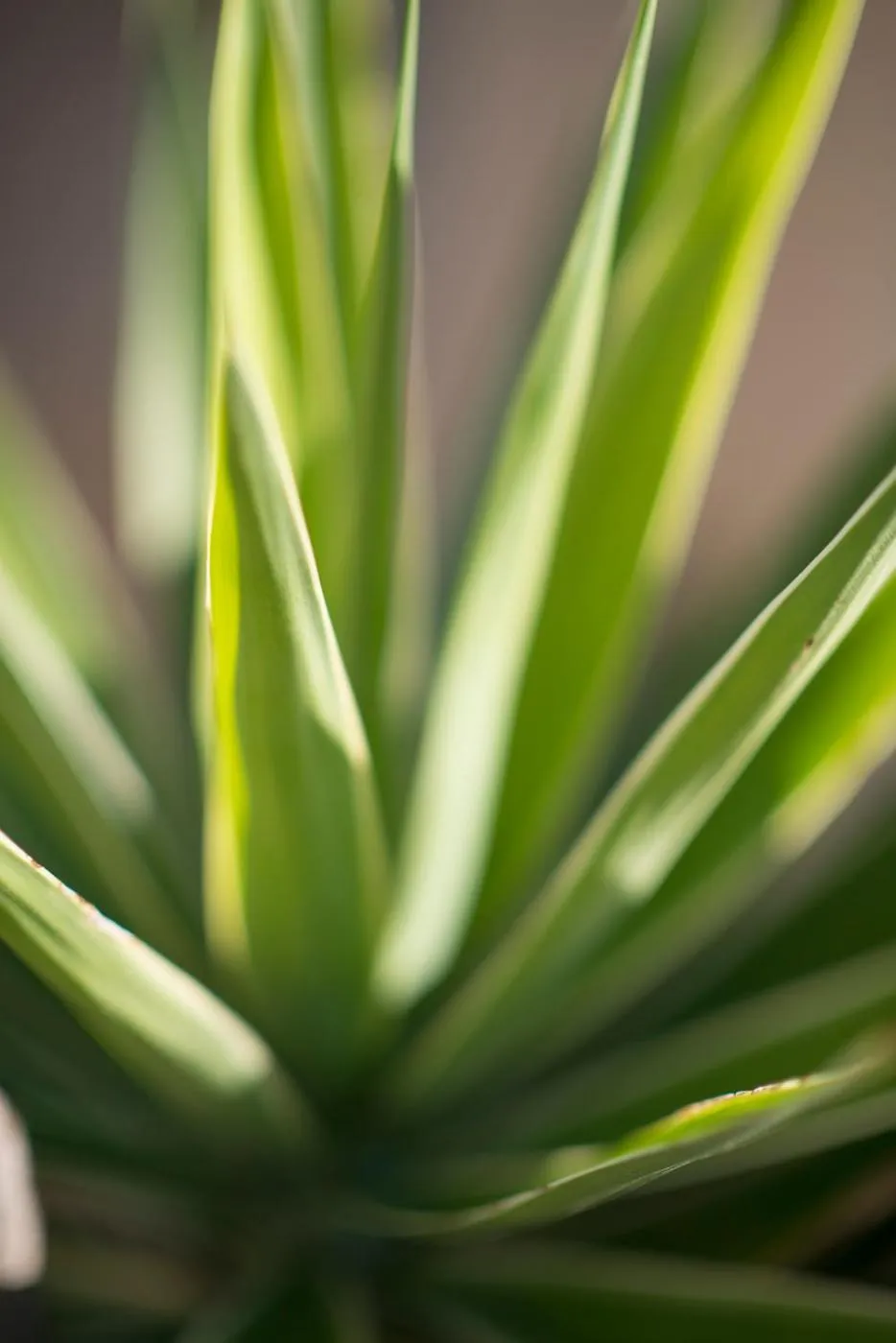 Decorative detail in Palm Beach Guesthouse