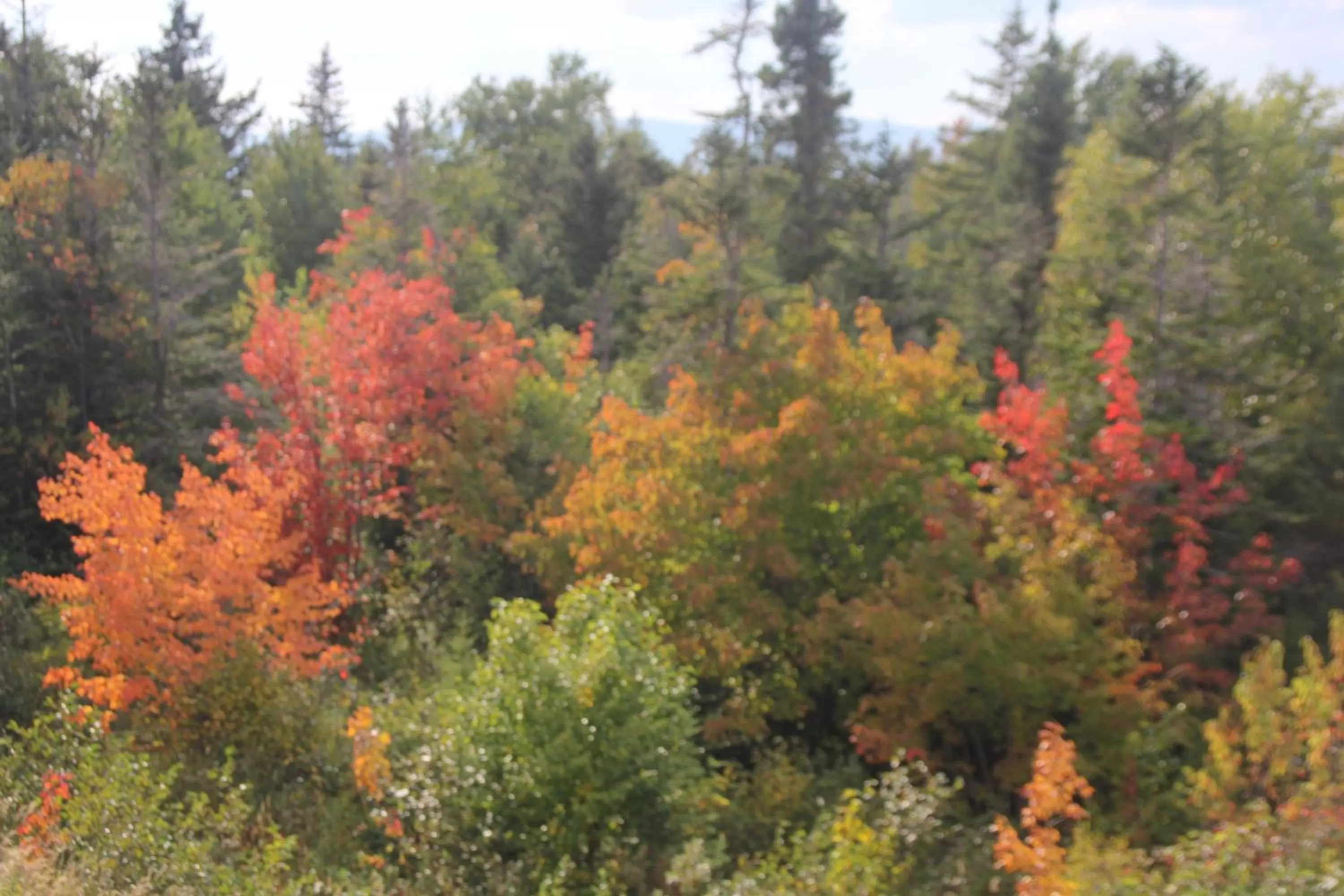 Other in Deer Lake Horizon Hotel, BW Signature Collection