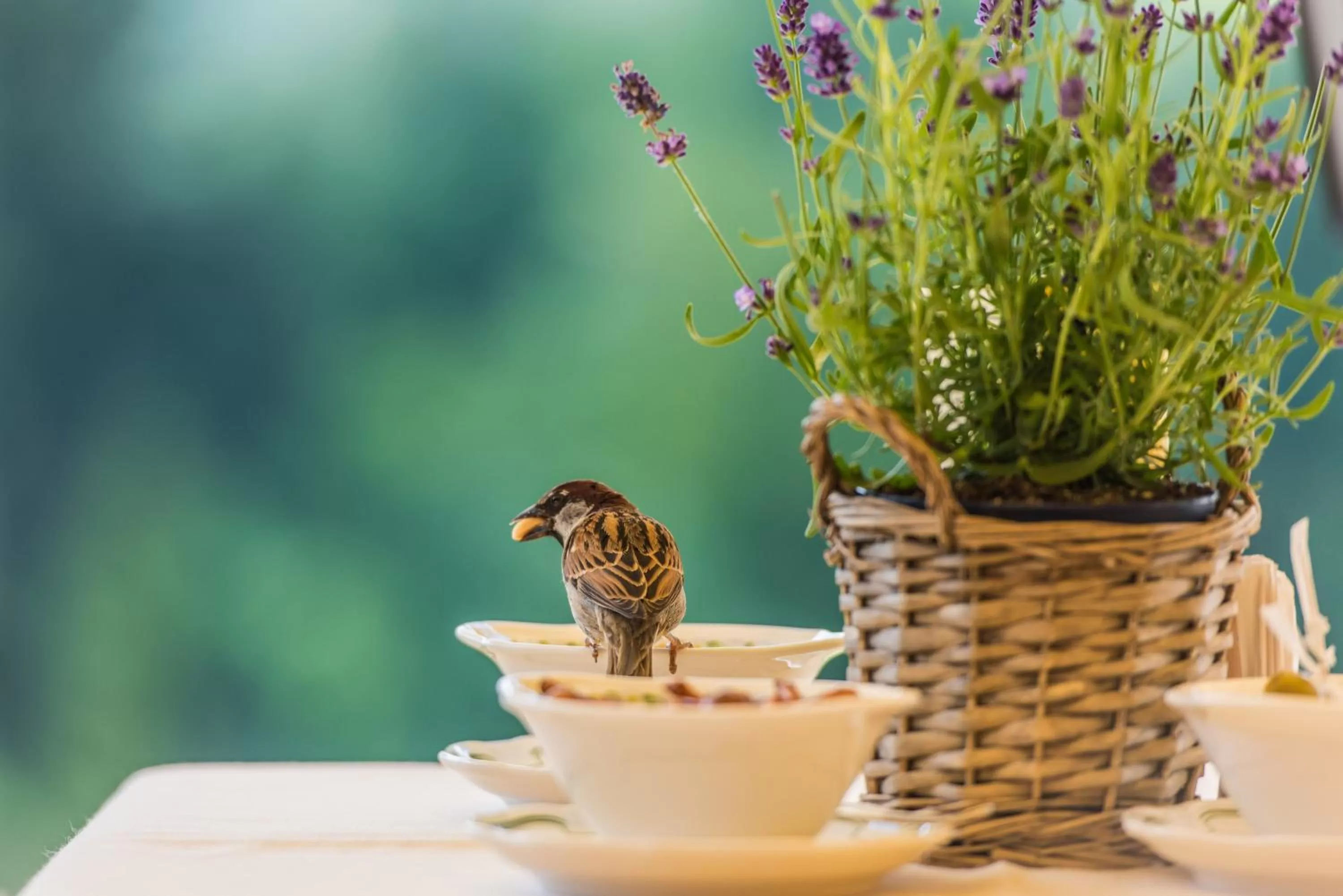 Restaurant/places to eat in Hotel Le Grand Chalet Gstaad