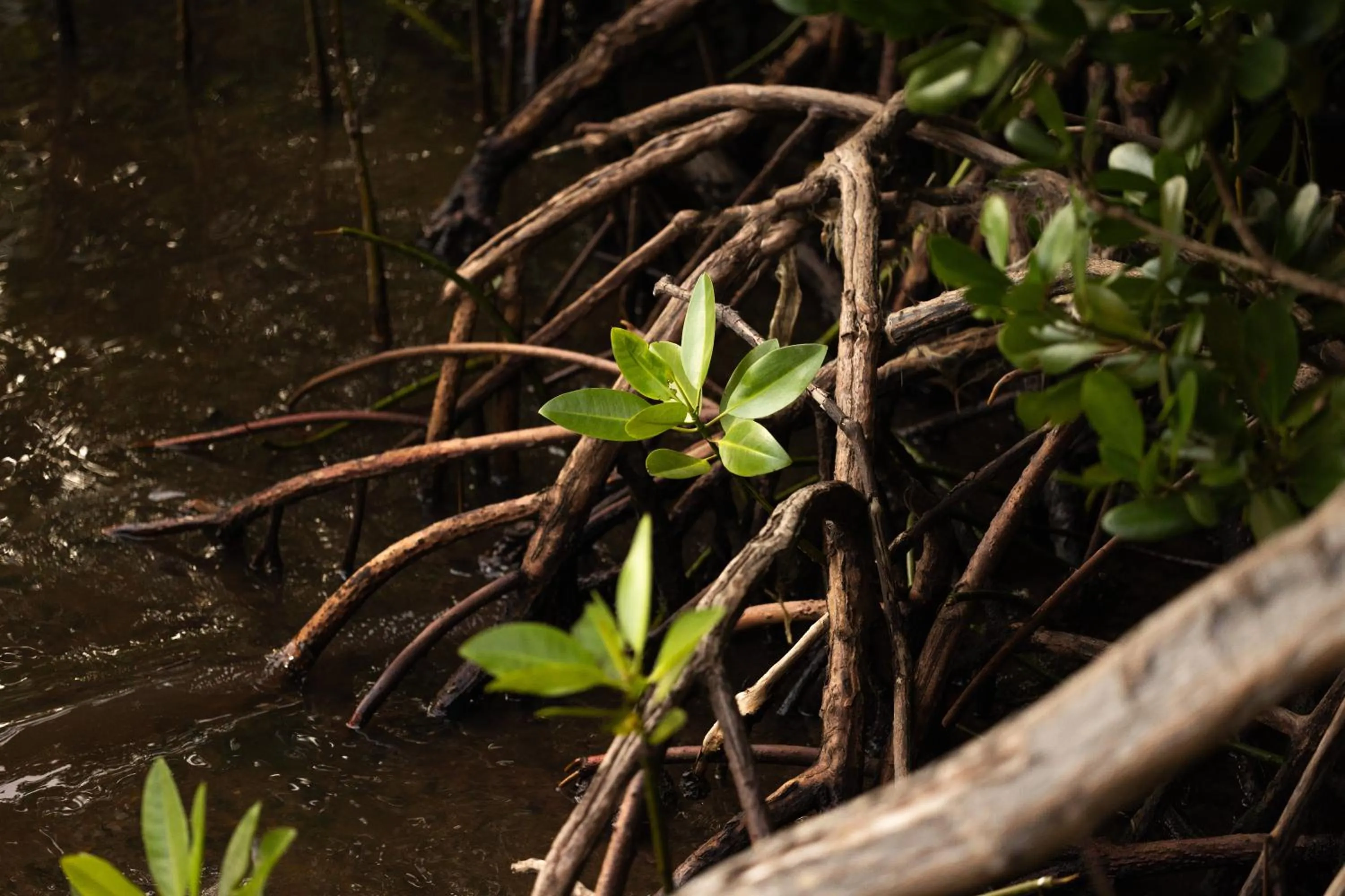 Spring in Menjaga Bay