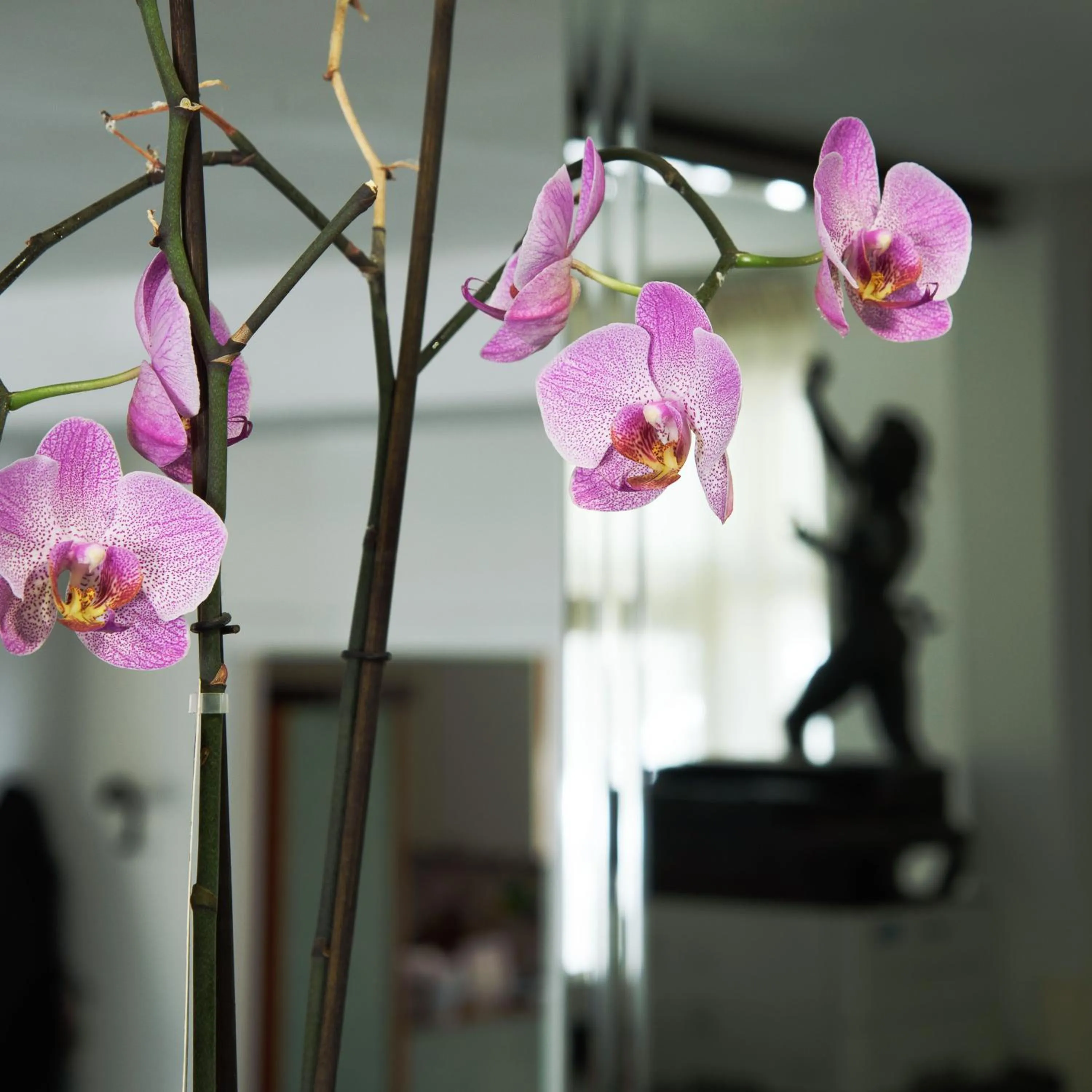 Lobby or reception in Hotel Calypso