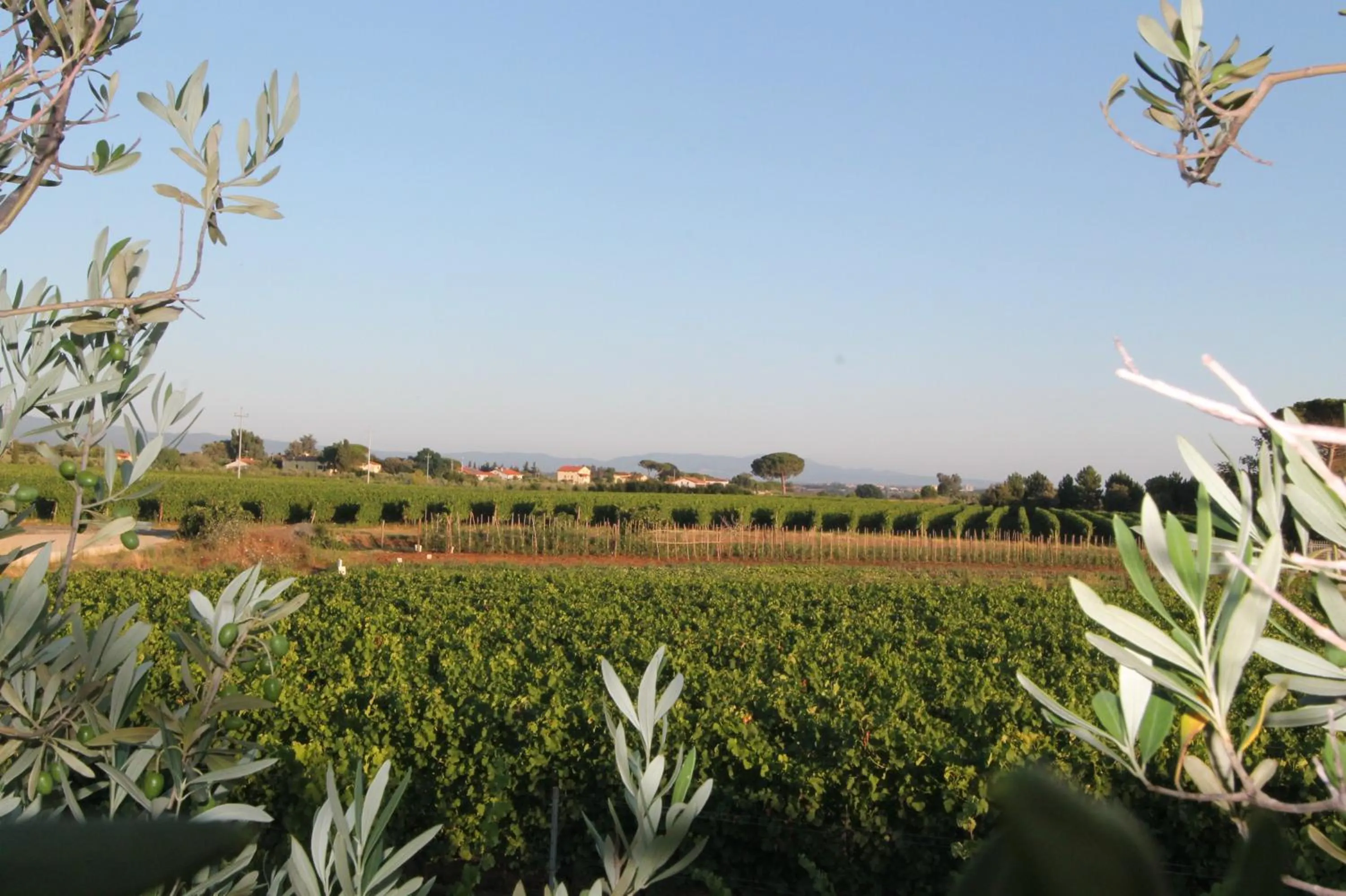 View (from property/room) in Agrihotel Elisabetta