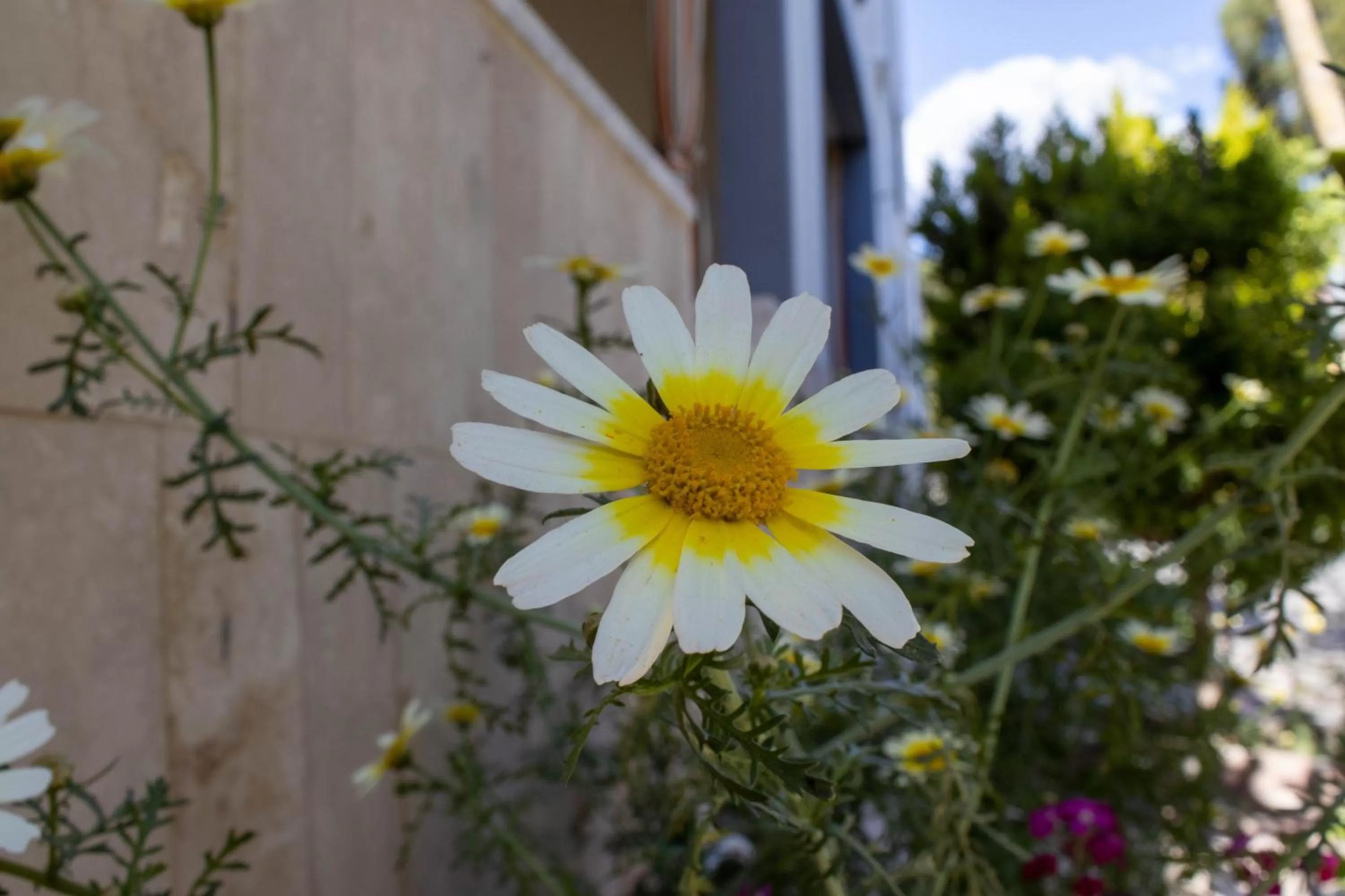 Spring in GÜNEŞ APART OTEL