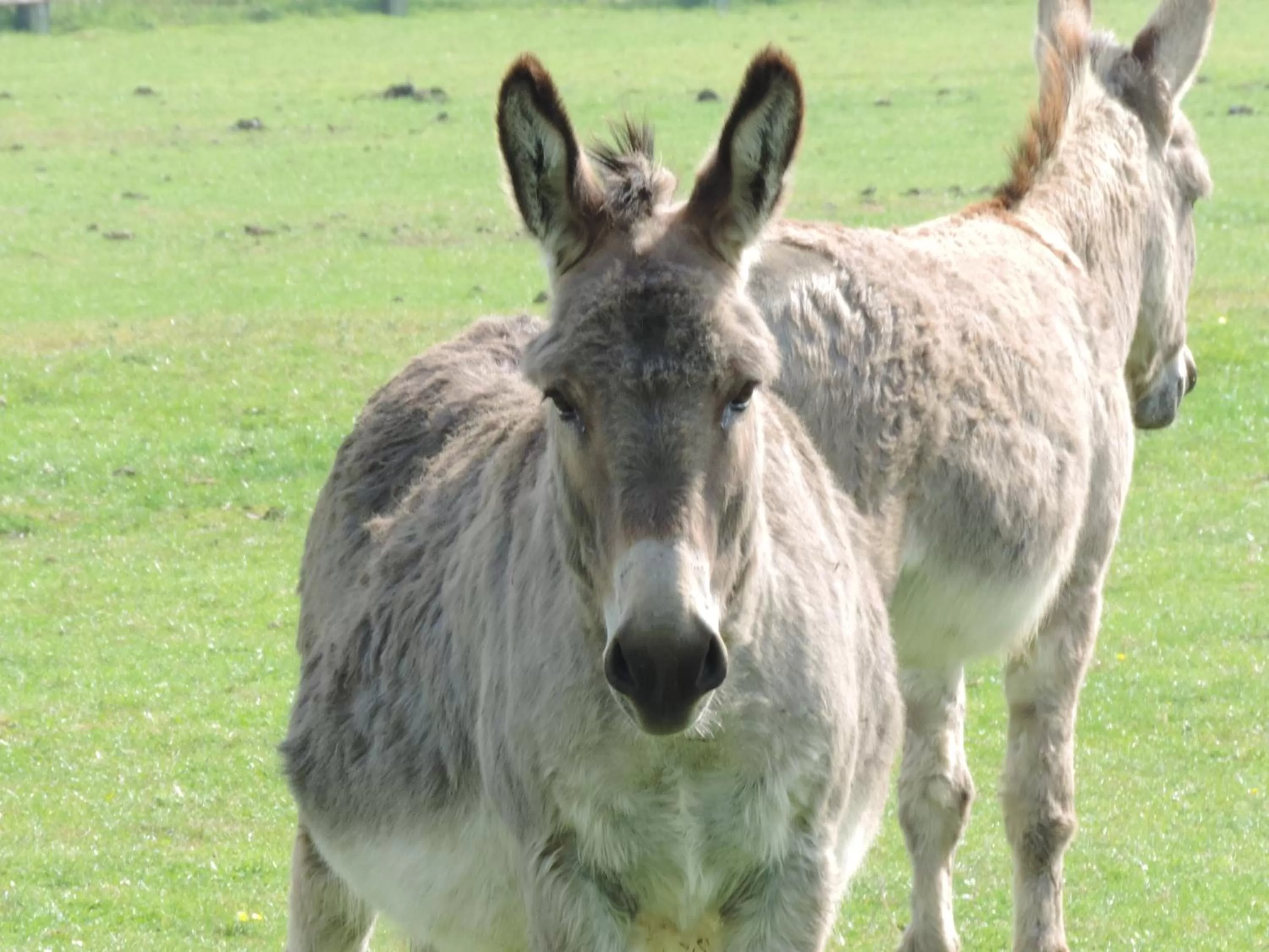 Pets, Other Animals in B&B Het Schaliënhof