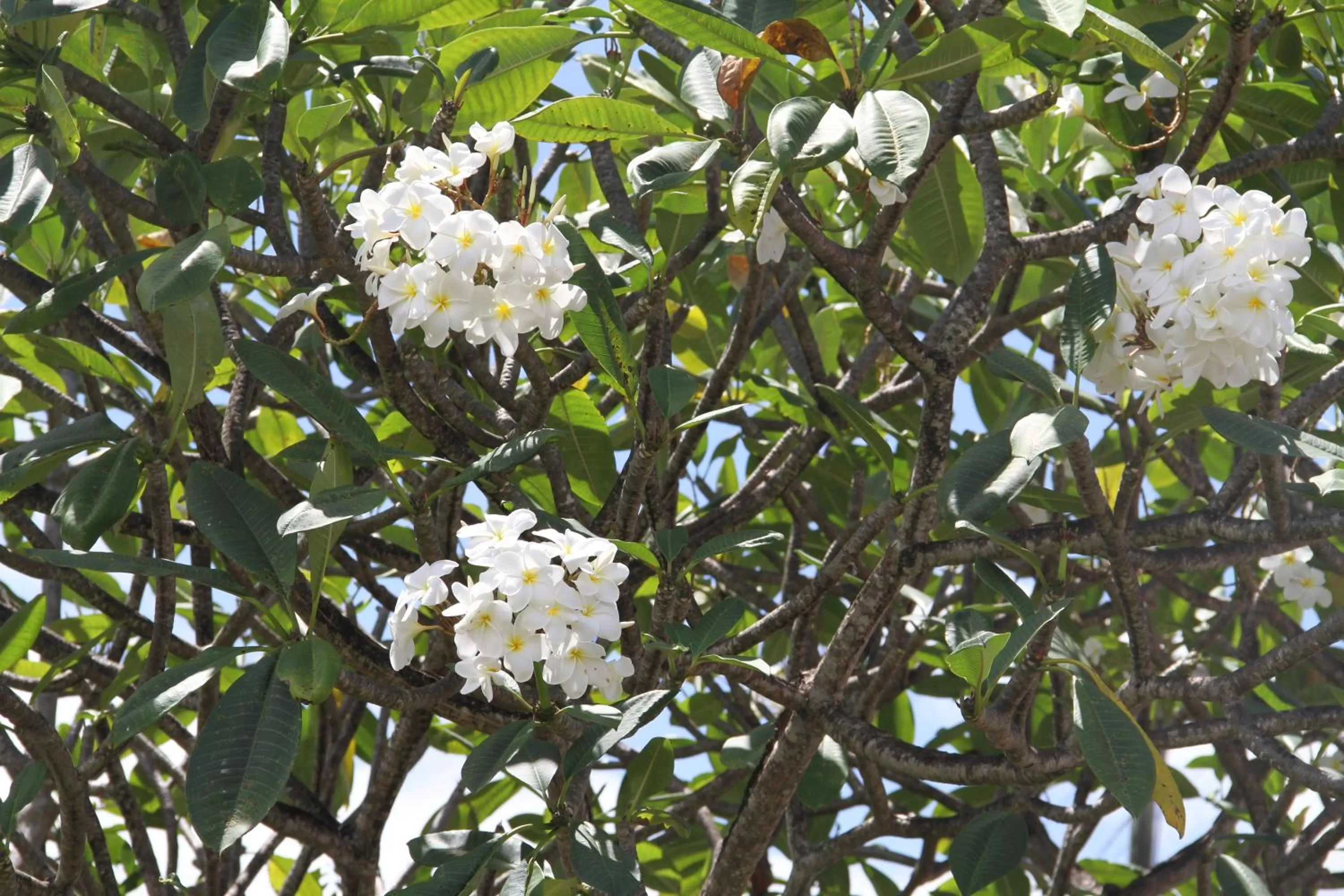 Garden in Daniella's Bungalows
