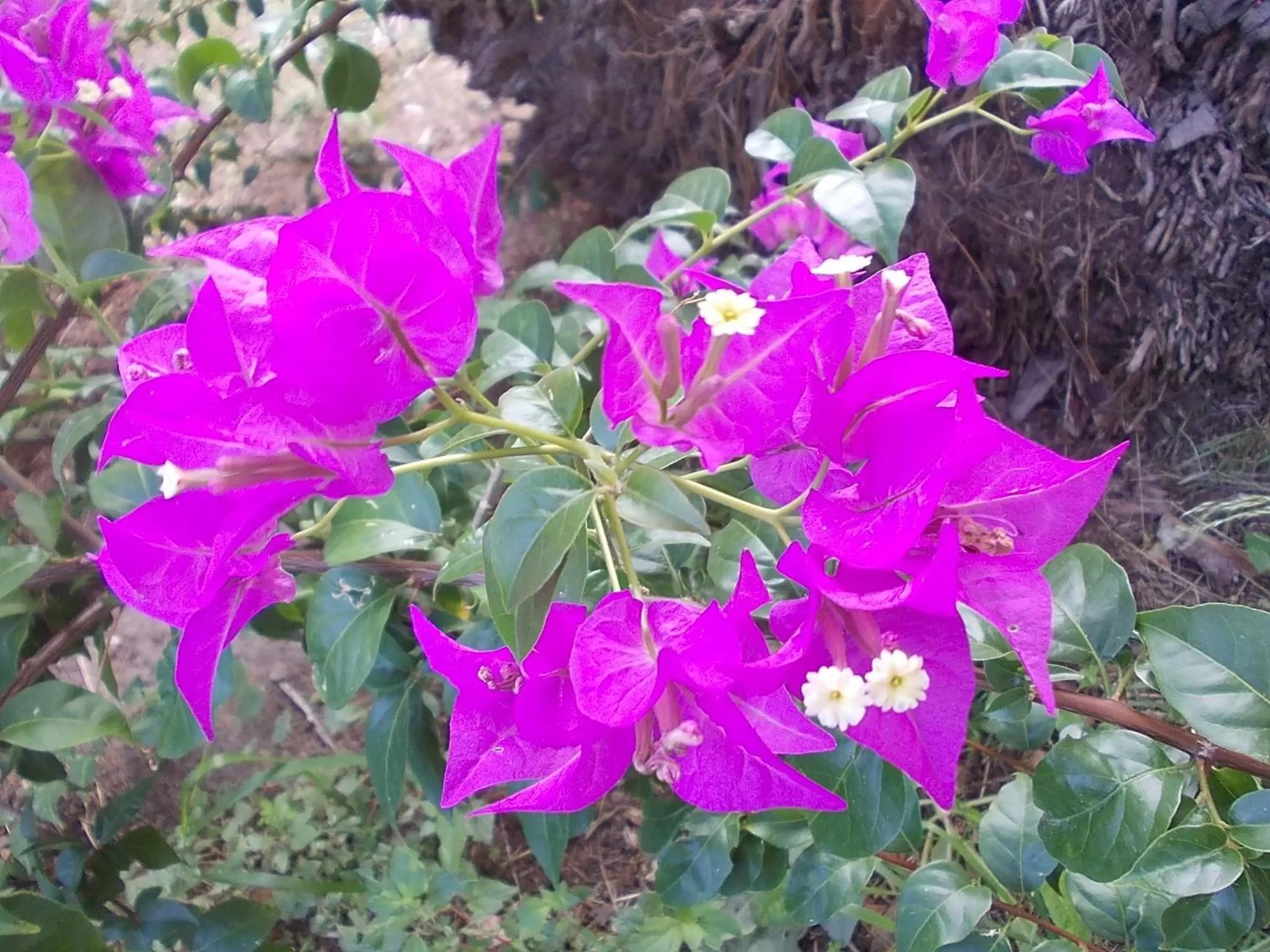 Spring in Domus Aurea