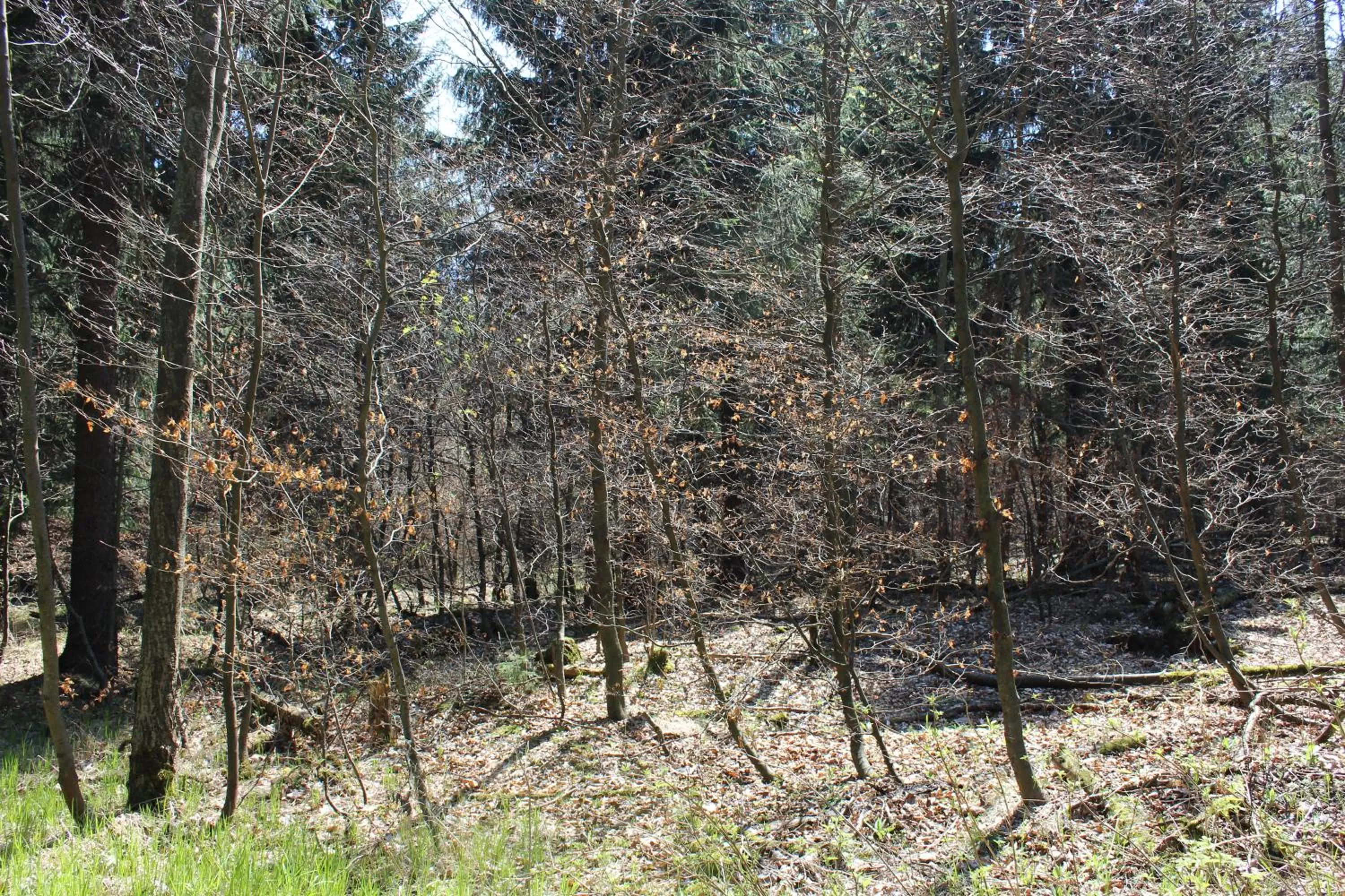 Natural landscape, Winter in Waldgasthof Bad Einsiedel
