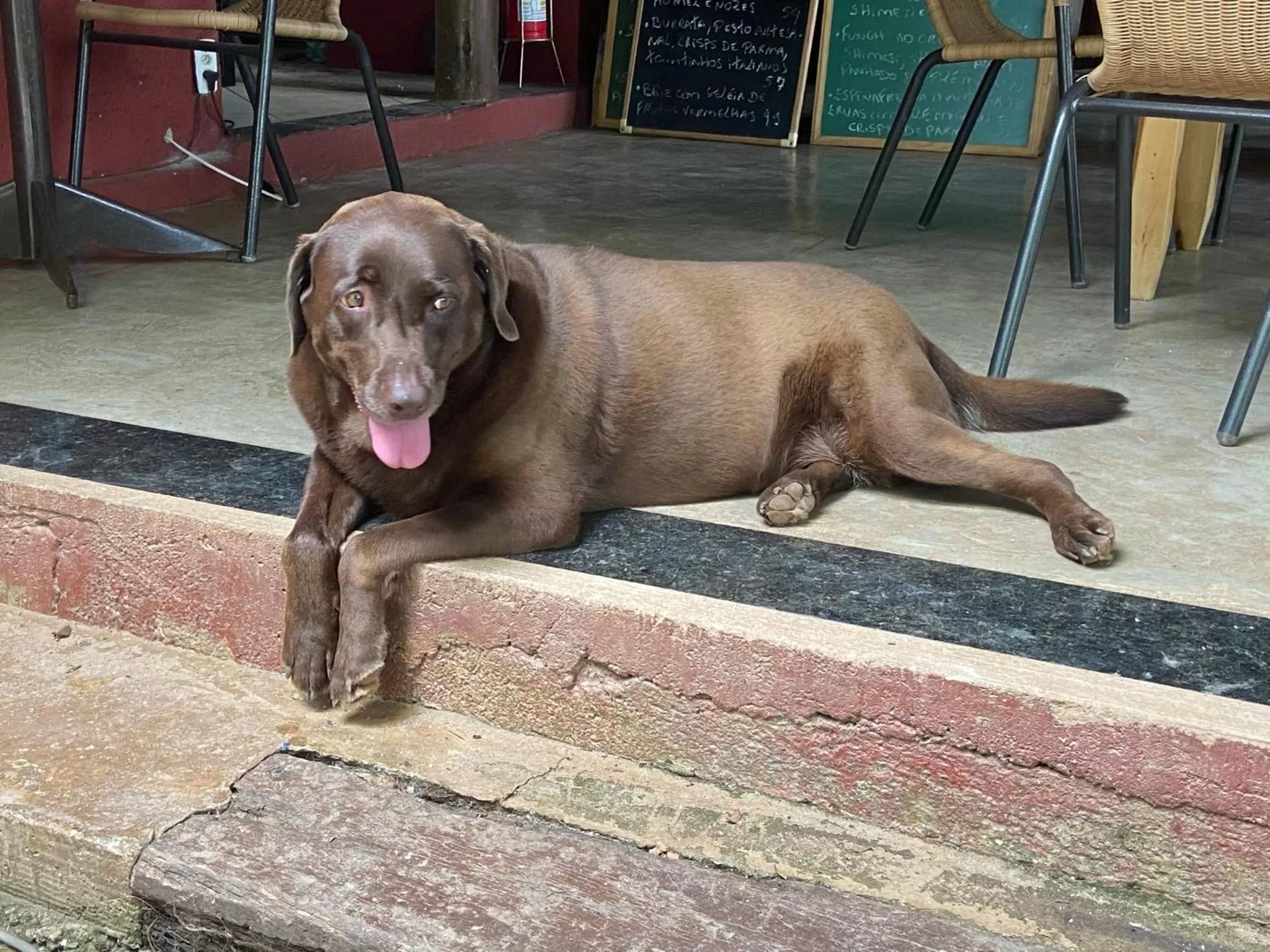 Pets in A Mi Manera Bistro, Pousada e Cervejaria Artesanal!