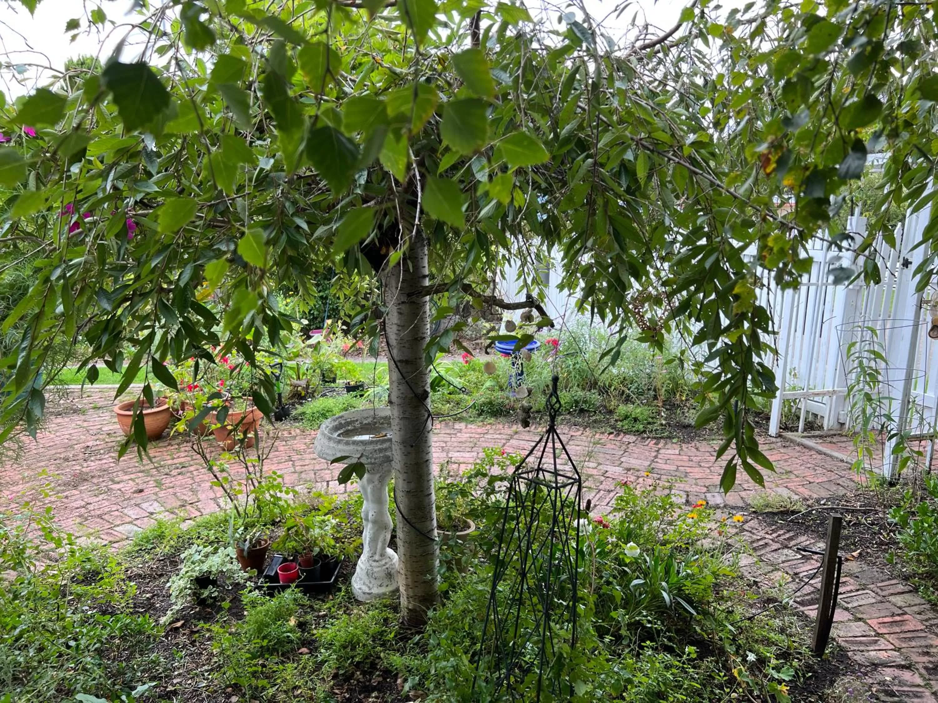 Garden view, Garden in Ivy May Cottage