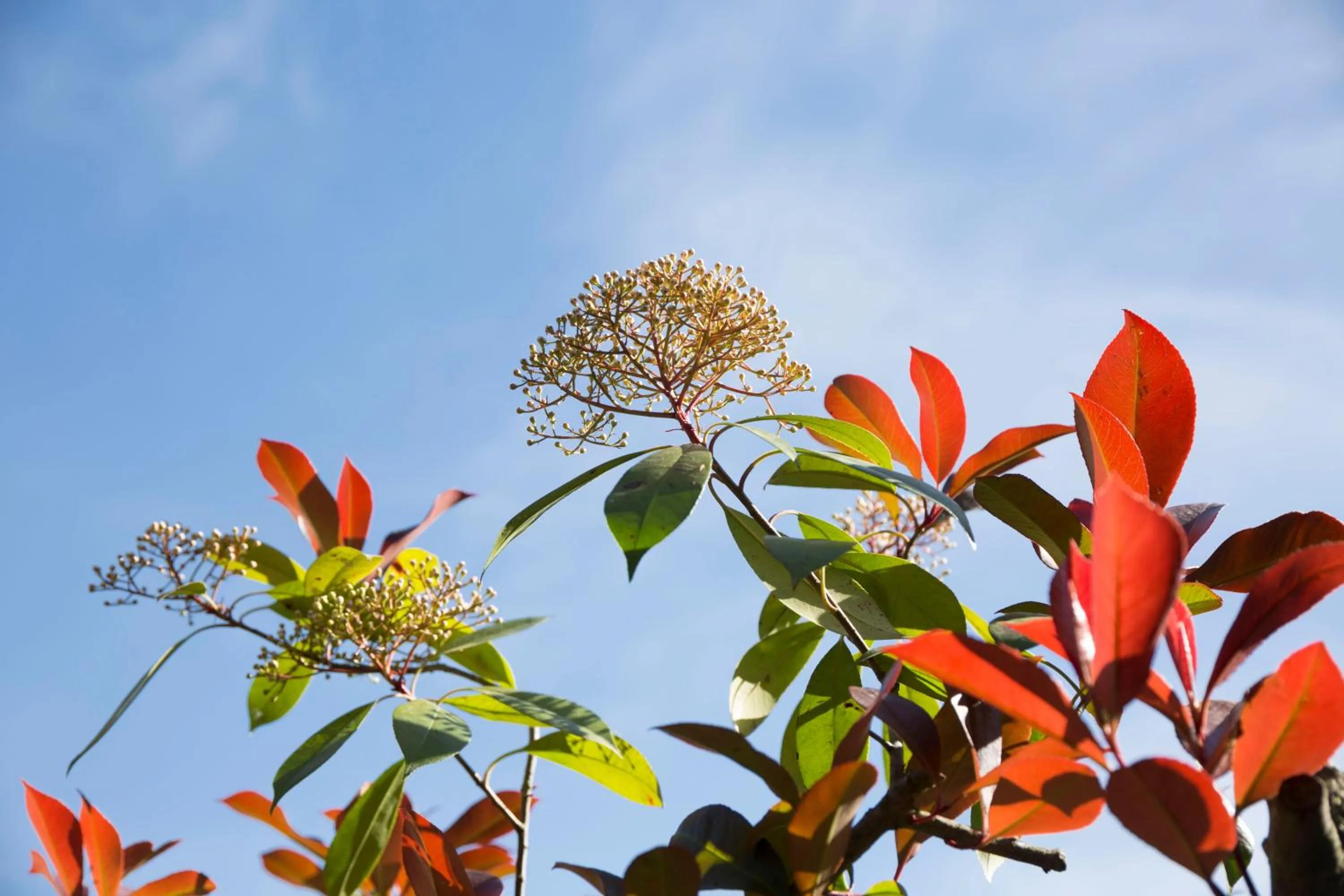 Spring in Borgo San Benedetto