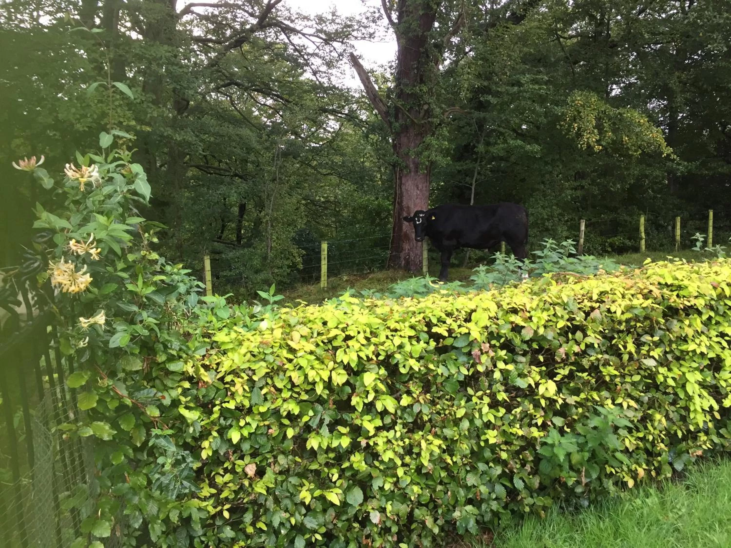 Natural landscape in Retreat at The Knowe Auchincruive Estate