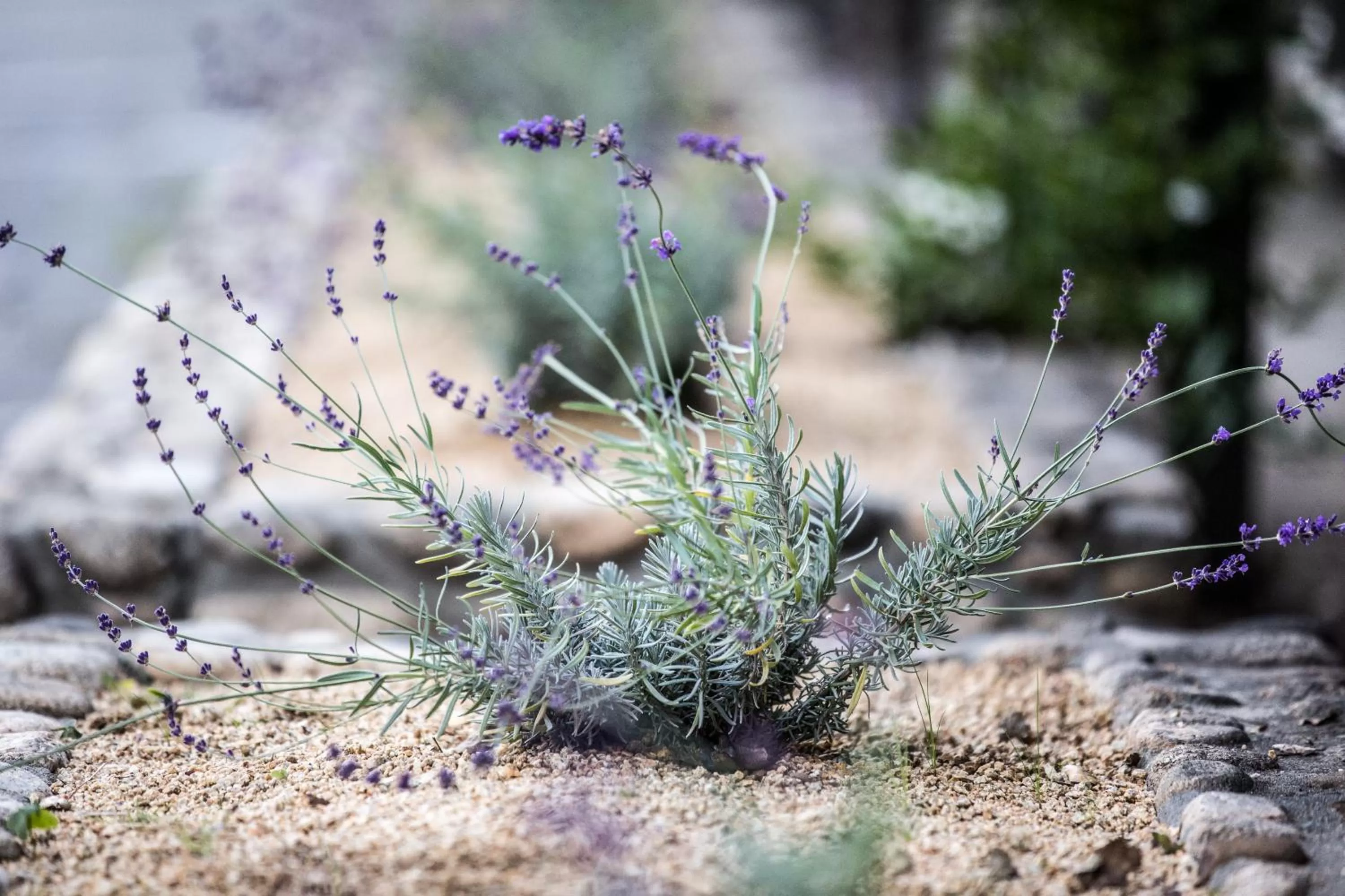Natural landscape in Hidden Valley Inn