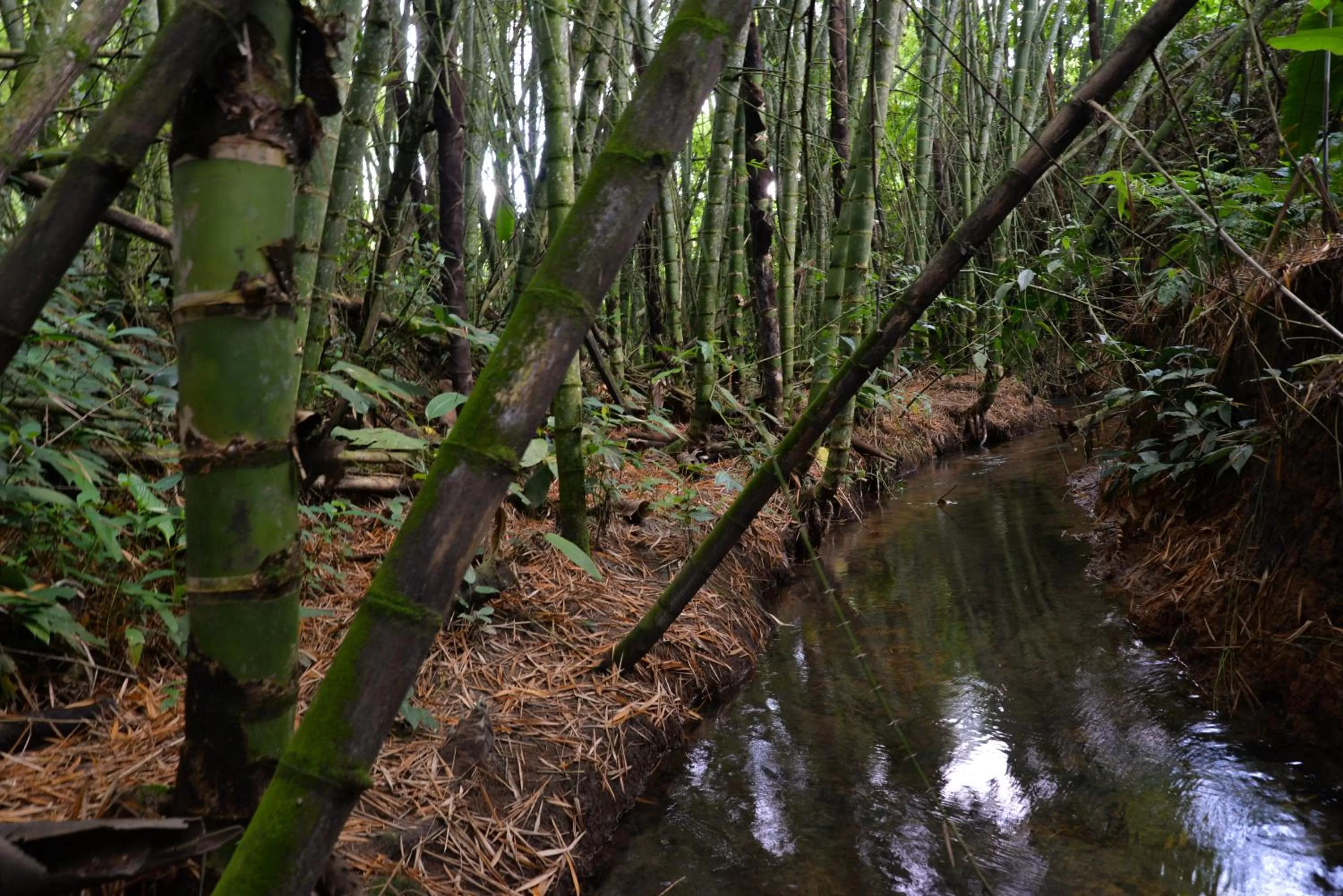 Natural landscape, Other Animals in Balsora Hotel Boutique