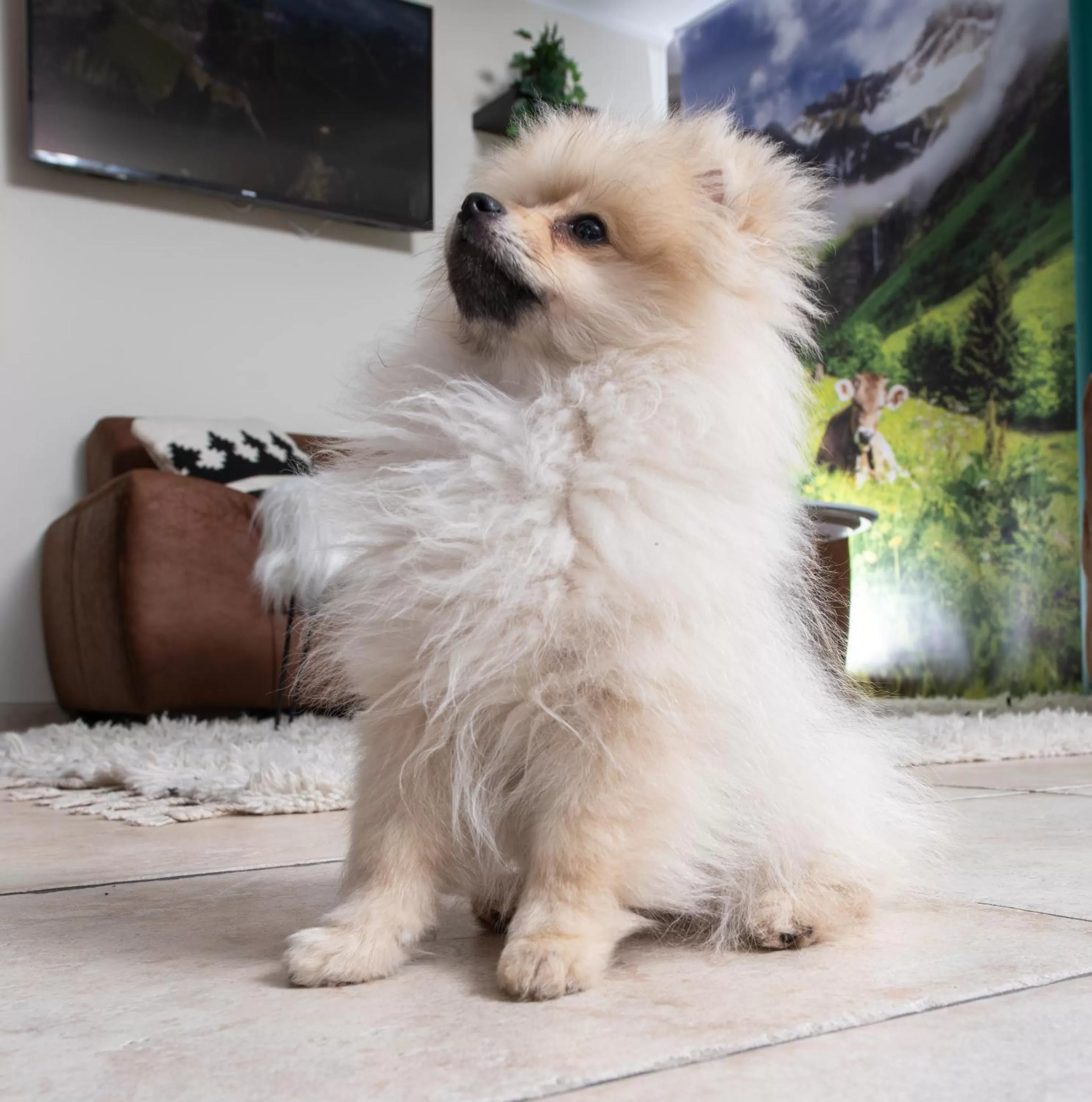 Pets in allgovia hotel garni