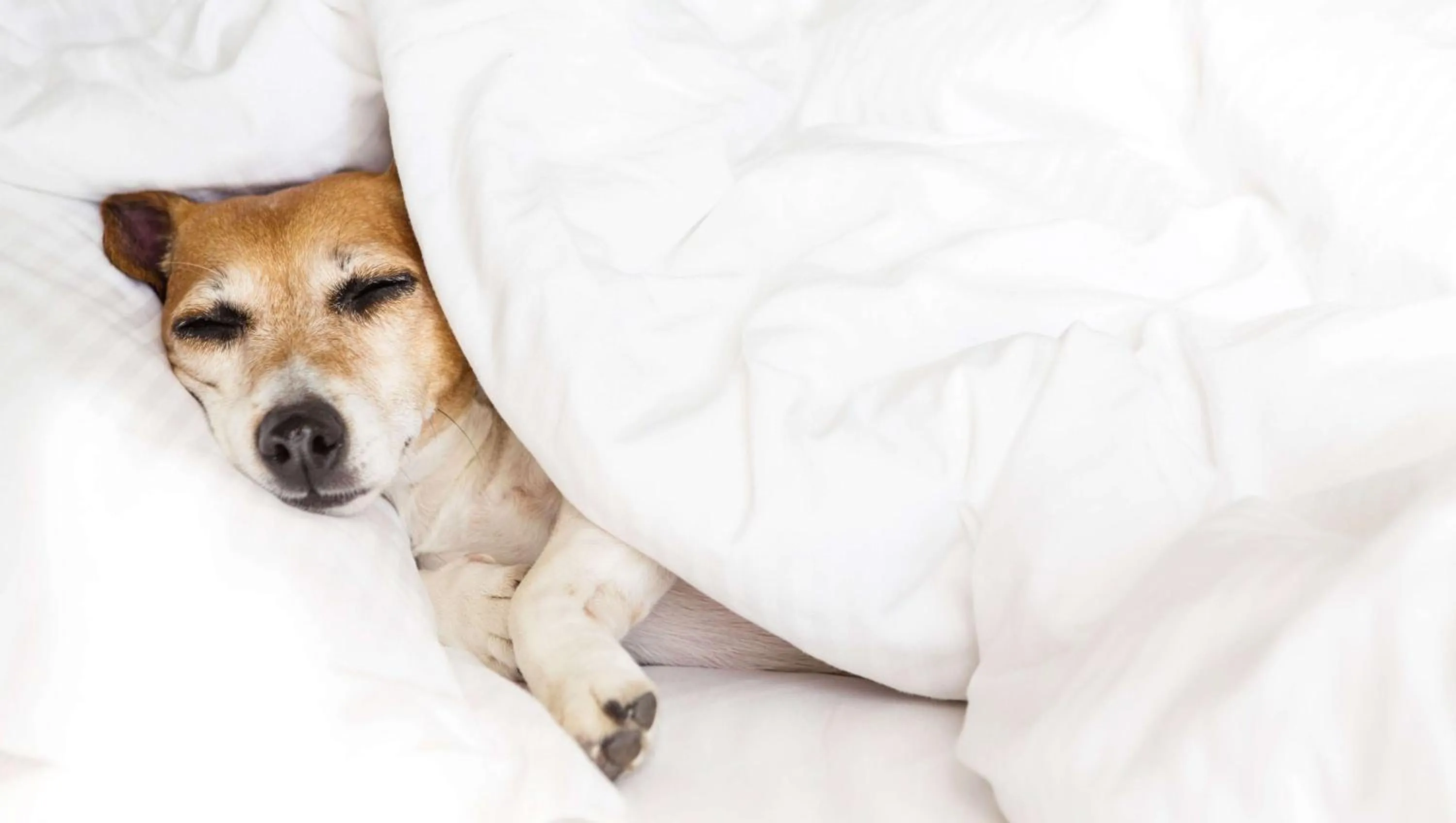 Pets, Bed in M Star Hotel Searcy