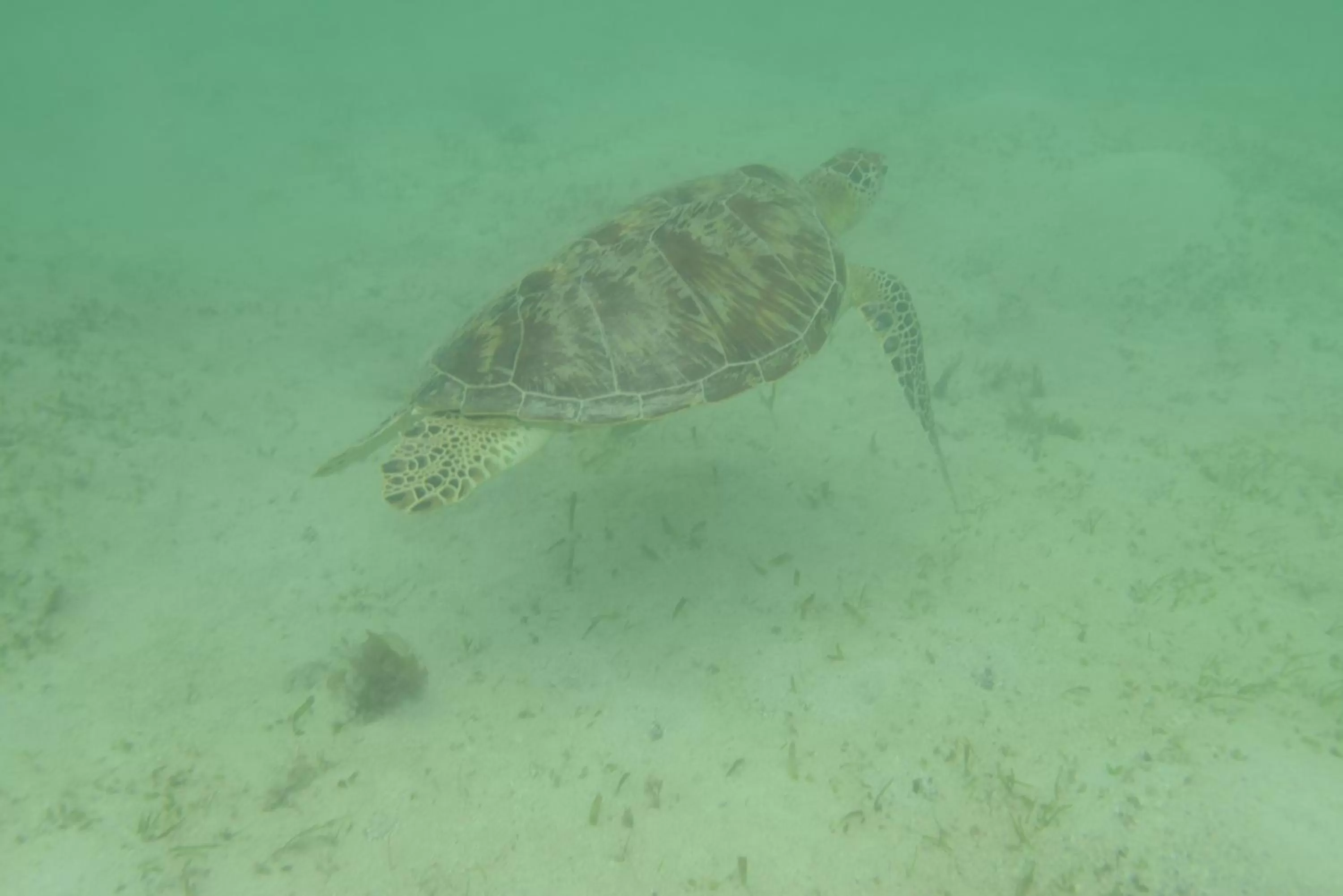 Snorkeling, Other Animals in Rubin Resort