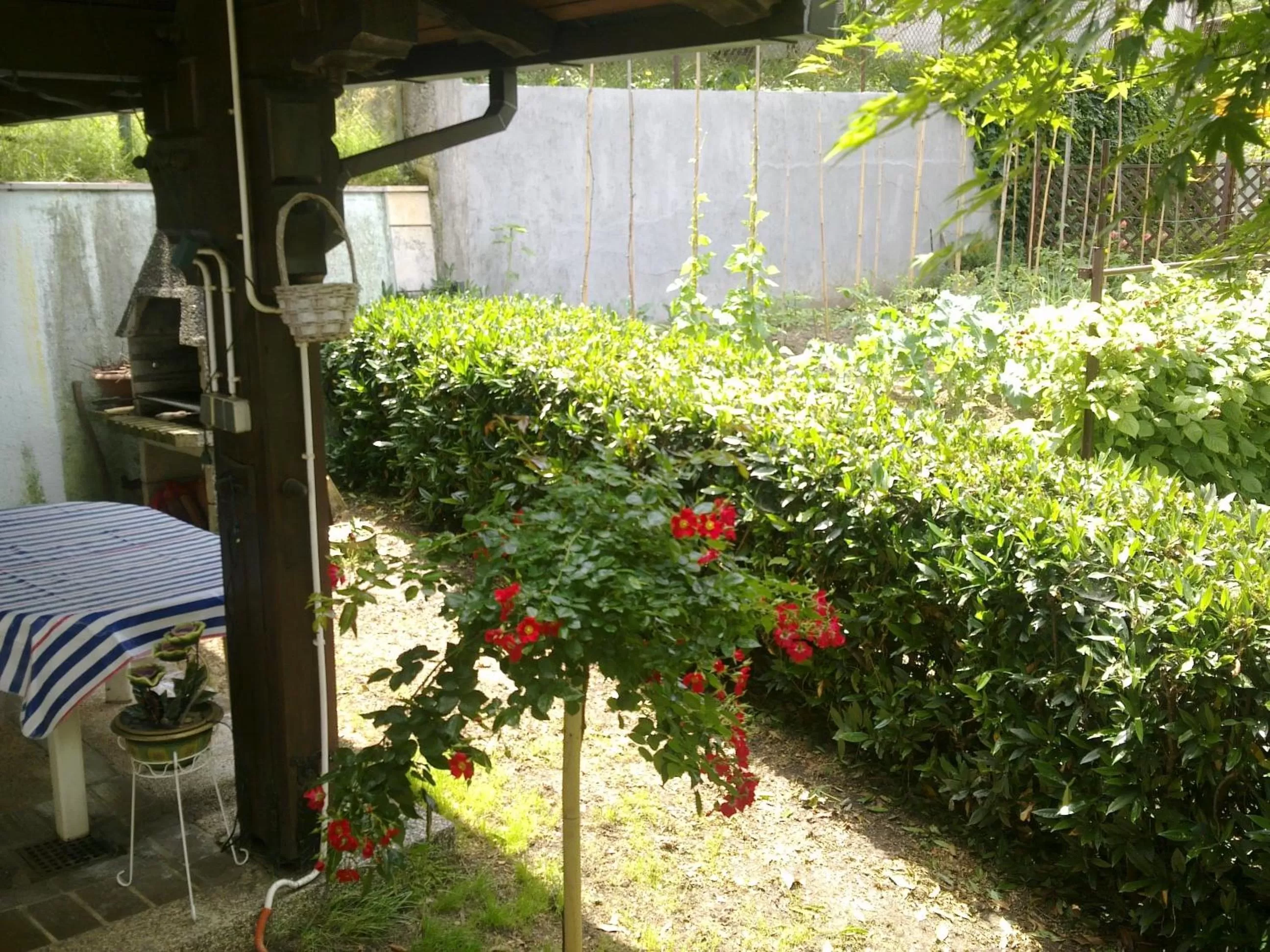 Garden in Apartment & Rooms Miboti