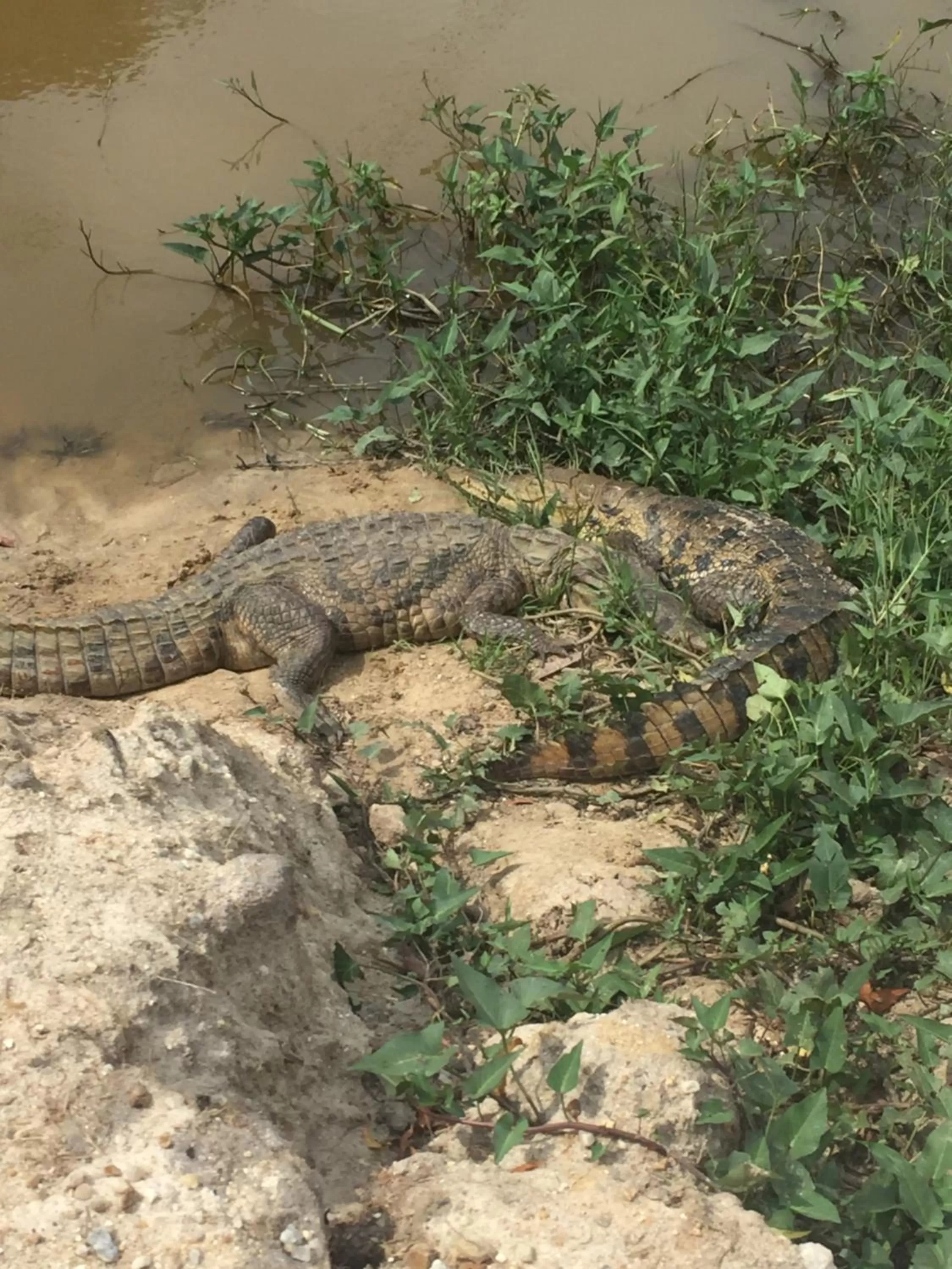Animals, Other Animals in Hans Cottage Botel