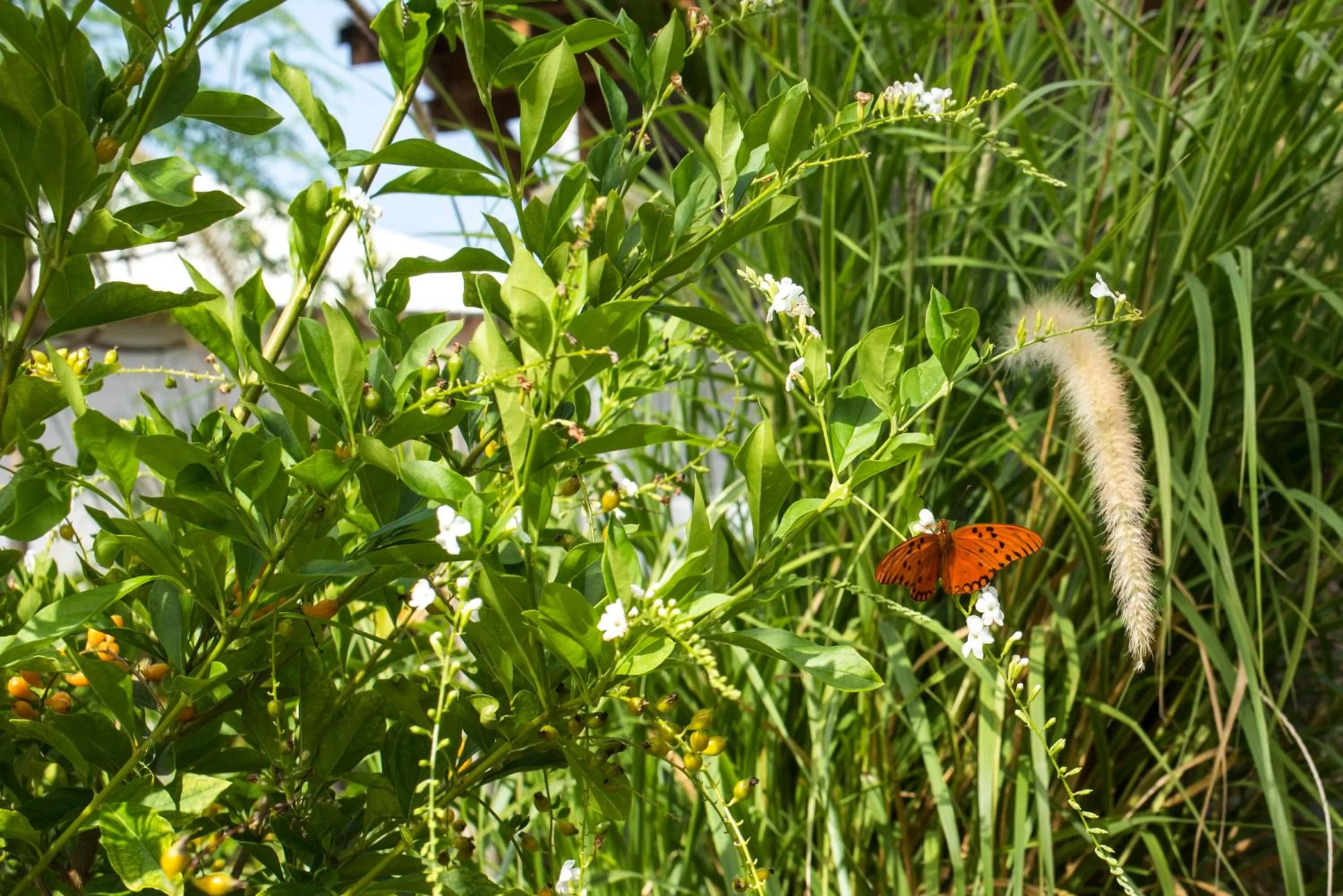 Garden in French Coco