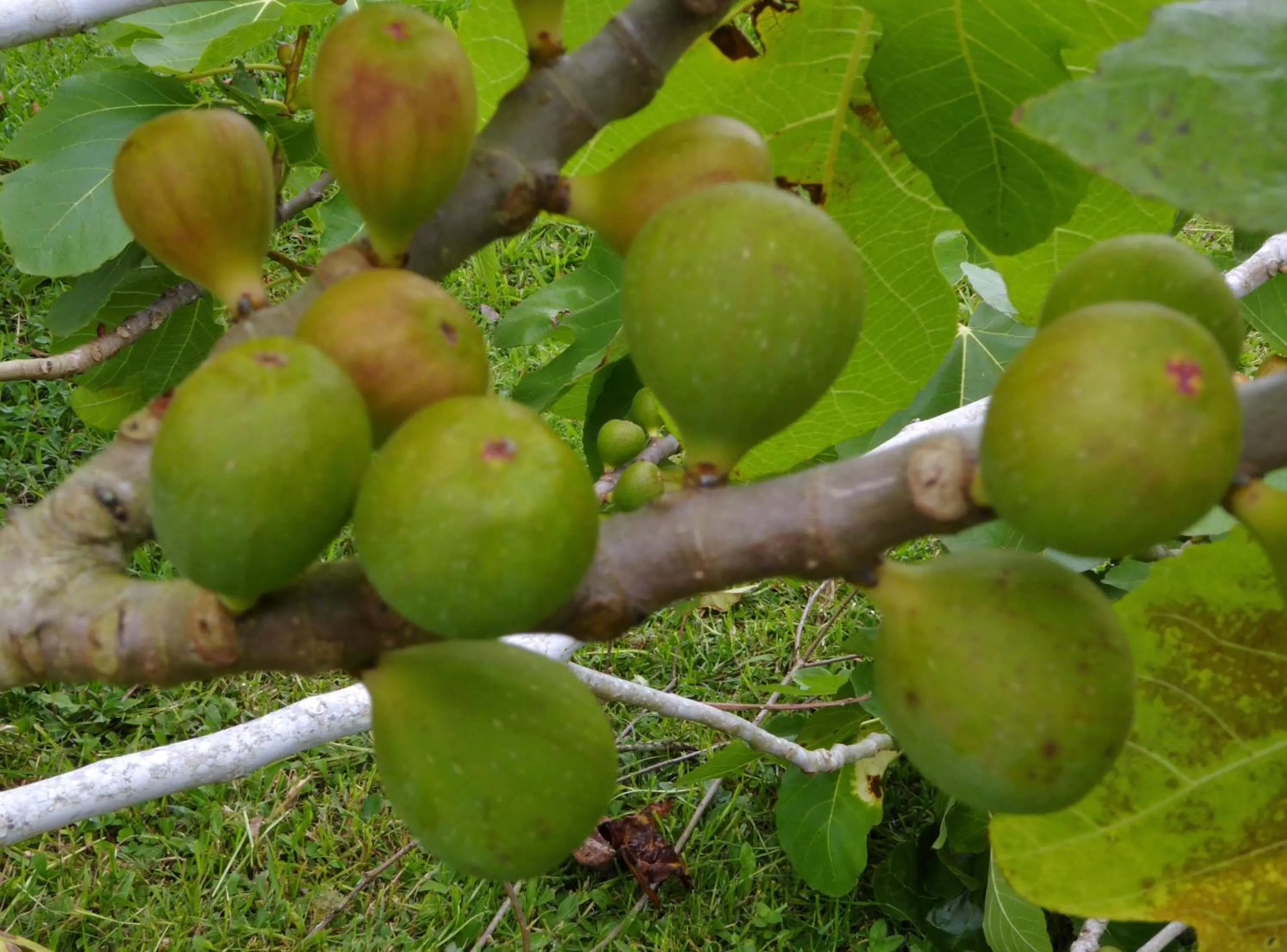 Garden, Food in Finca El Cielo