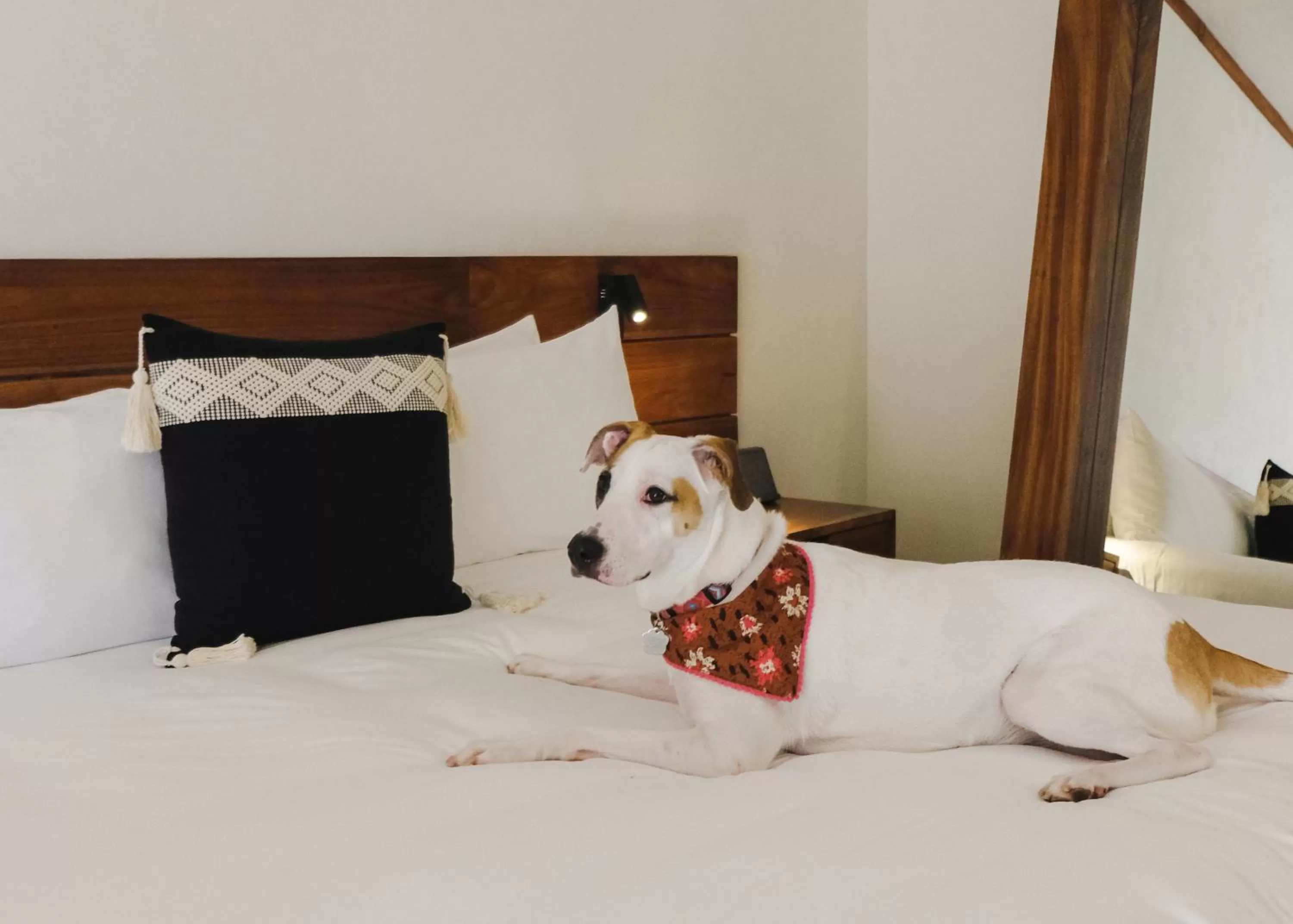 Pets, Bed in Kimpton Aluna Resort Tulum by IHG