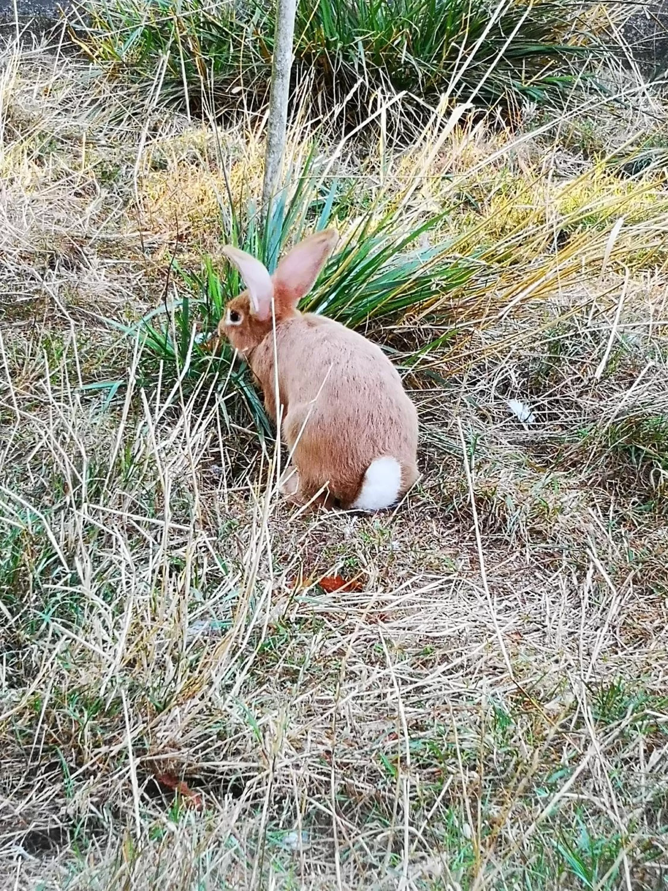 Animals in Domaine de la Borde