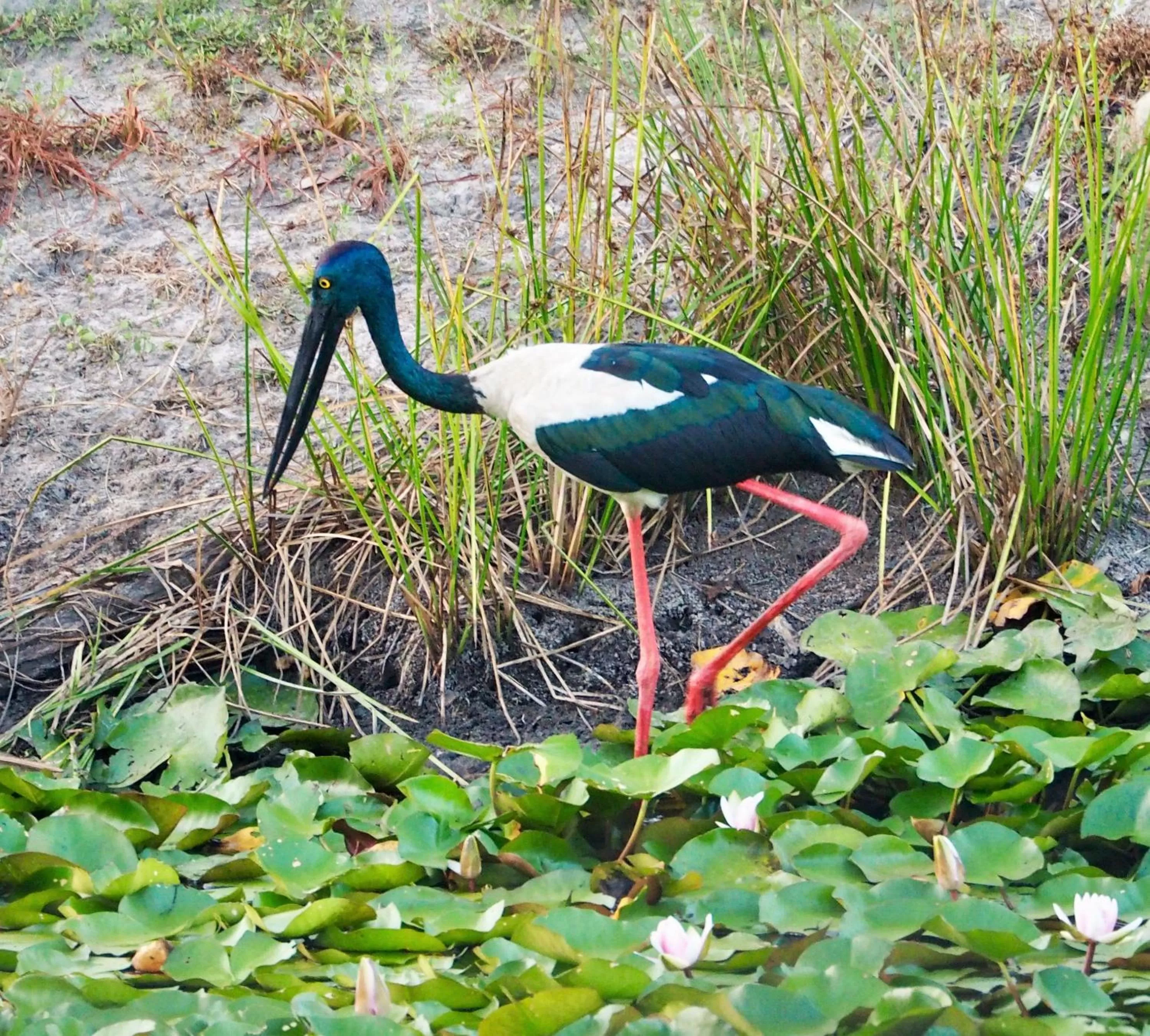 Animals in Lake Weyba Cottages Noosa