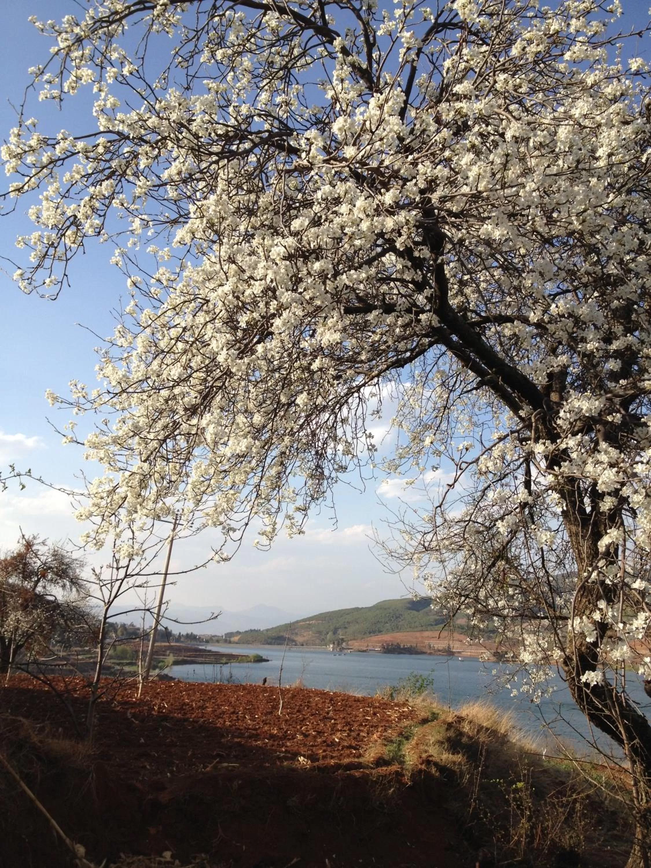 Natural landscape, Winter in The Lily Pad Inn