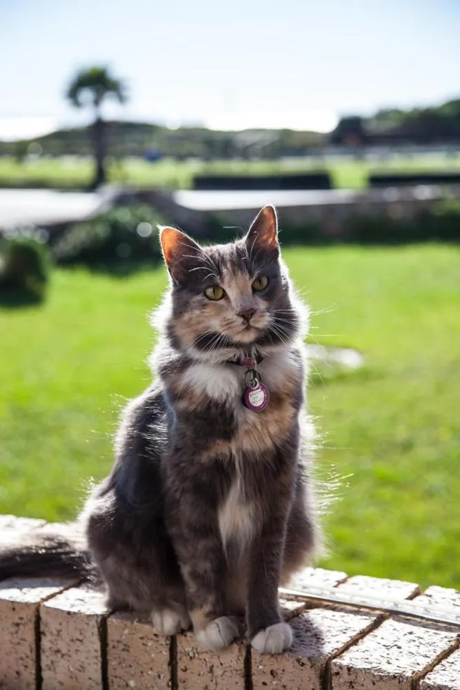 Decorative detail in Palm Beach Guesthouse